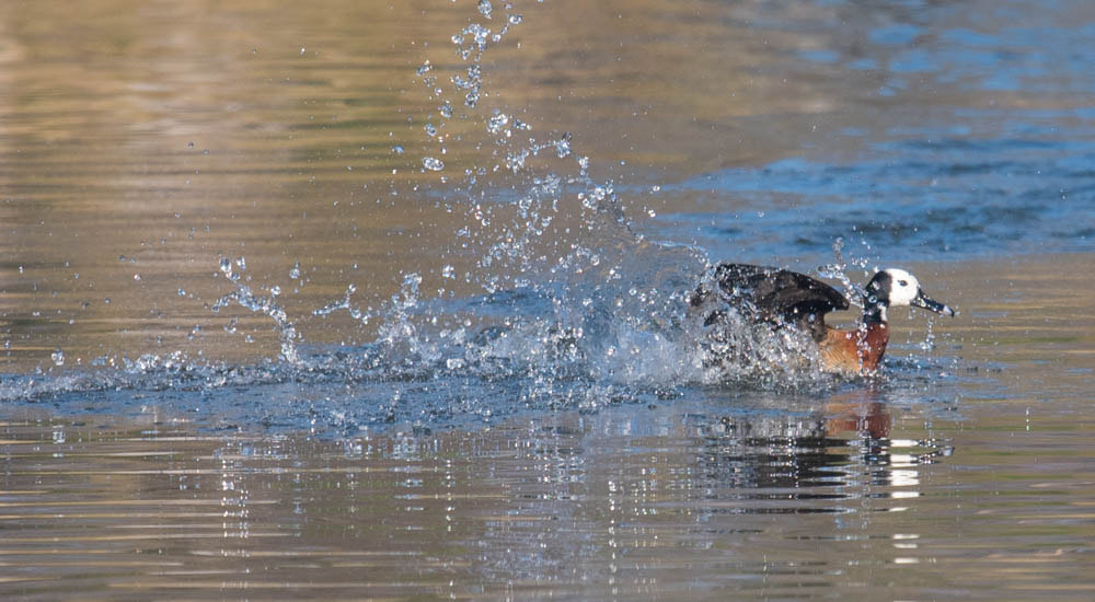 Nikon Nikkor AF-S 300mm F4E PF ED VR sample photo. Oie égyptienne  photography