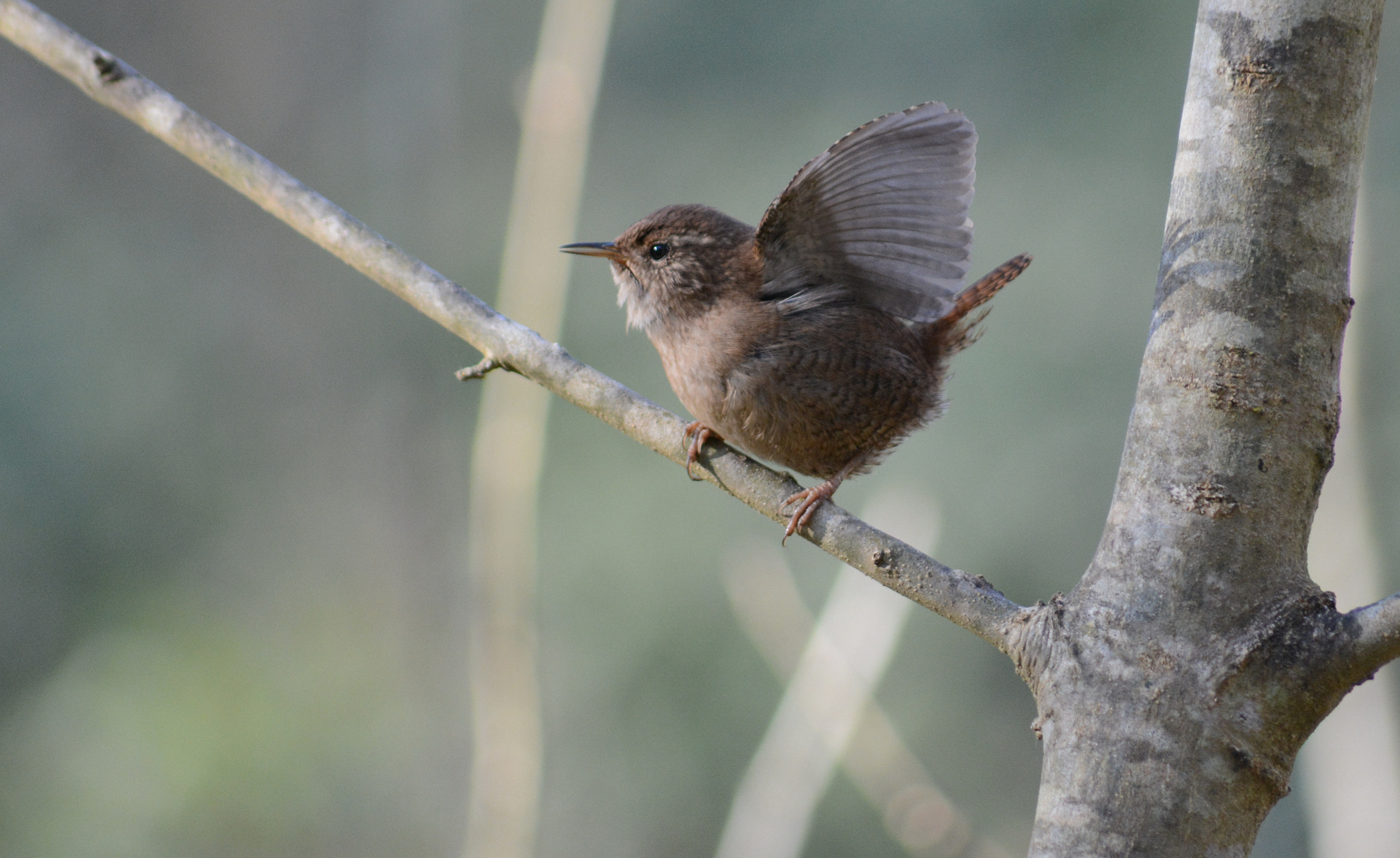 Sigma 70-300mm F4-5.6 APO DG Macro sample photo. Eurasian wren : wings up ! photography