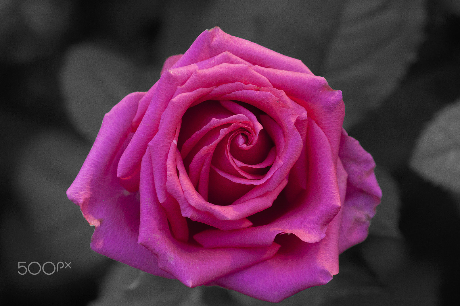 Sigma 105mm F2.8 EX DG OS HSM sample photo. Rose sw photography