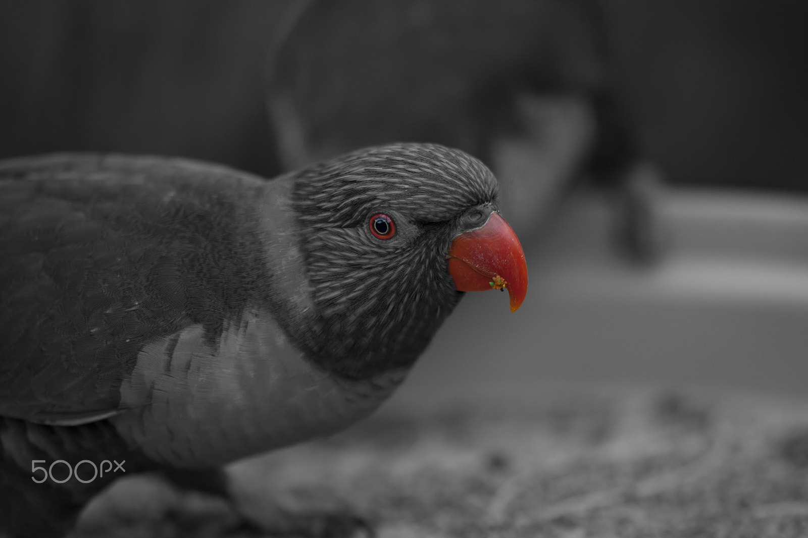 Sigma 105mm F2.8 EX DG OS HSM sample photo. Lori sw photography