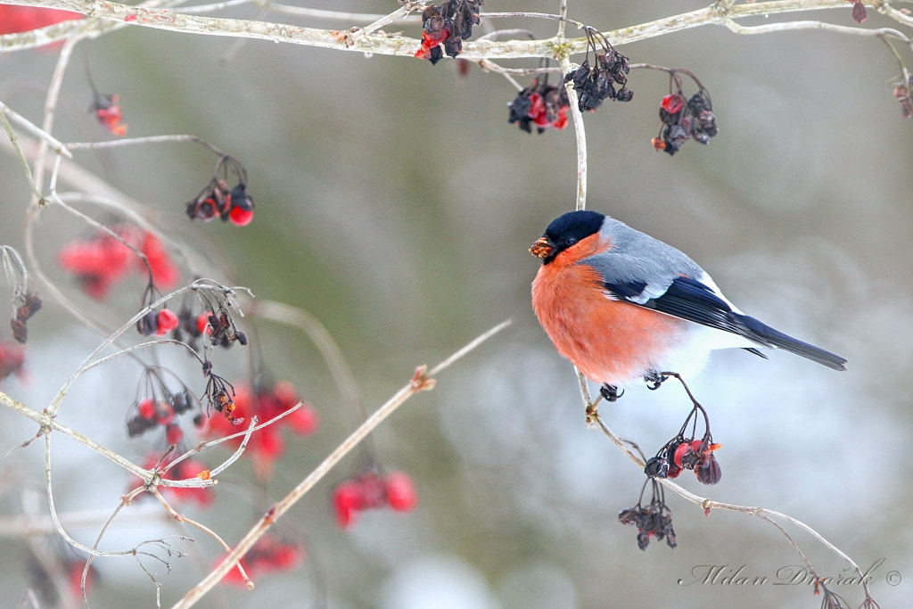 Canon EOS 7D Mark II + Canon EF 300mm F2.8L IS USM sample photo. Caught on the beads photography