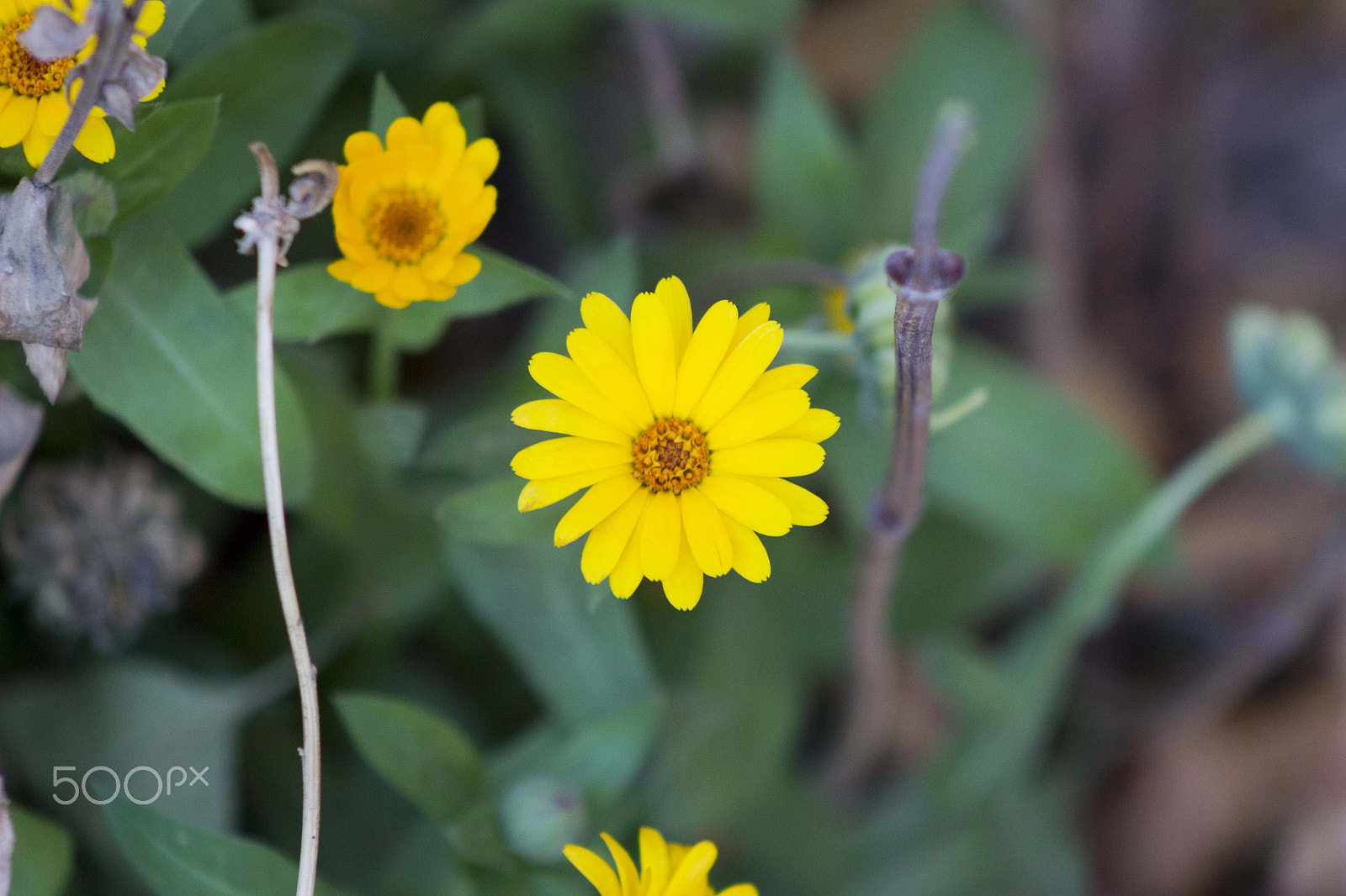 Canon EOS 600D (Rebel EOS T3i / EOS Kiss X5) + EF75-300mm f/4-5.6 sample photo. Flower photography