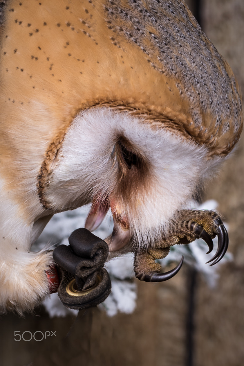 Nikon D750 + Sigma 105mm F2.8 EX DG Macro sample photo. Jarka photography