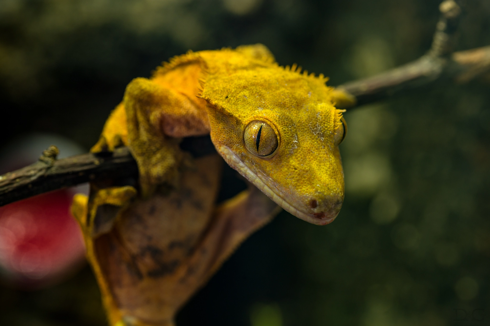 Sony a99 II + 105mm F2.8 sample photo. Rhacodactylus ciliatus - 01 photography