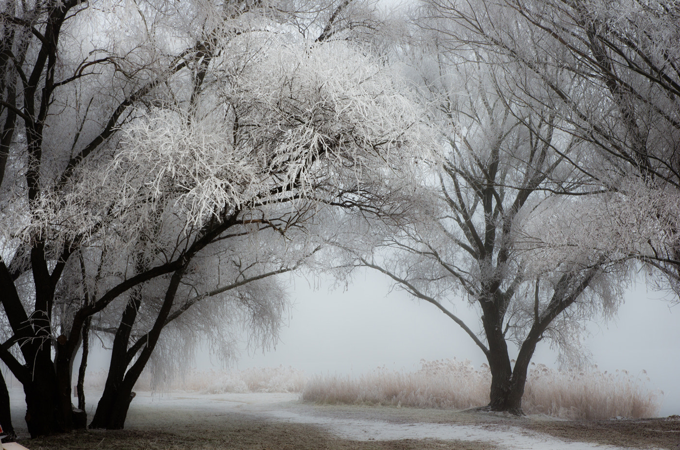 Pentax K-5 sample photo. -winter effect- photography