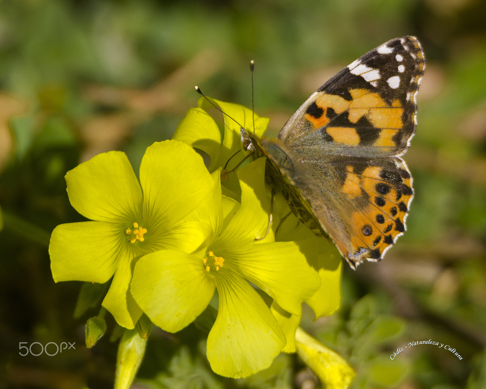 Tamron SP 150-600mm F5-6.3 Di VC USD sample photo. Volvoreta photography