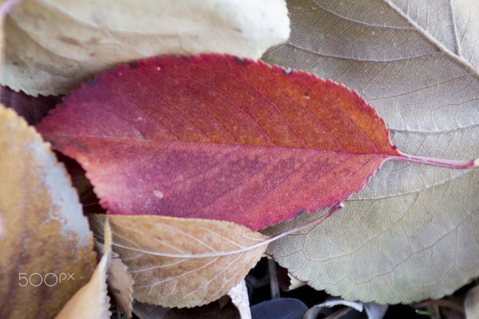 Canon EOS 600D (Rebel EOS T3i / EOS Kiss X5) + EF75-300mm f/4-5.6 sample photo. Fall leaves photography