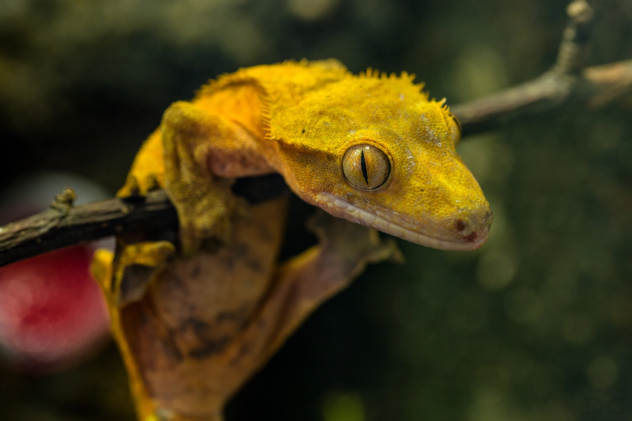 Sony a99 II + 105mm F2.8 sample photo. Rhacodactylus ciliatus - 02 photography