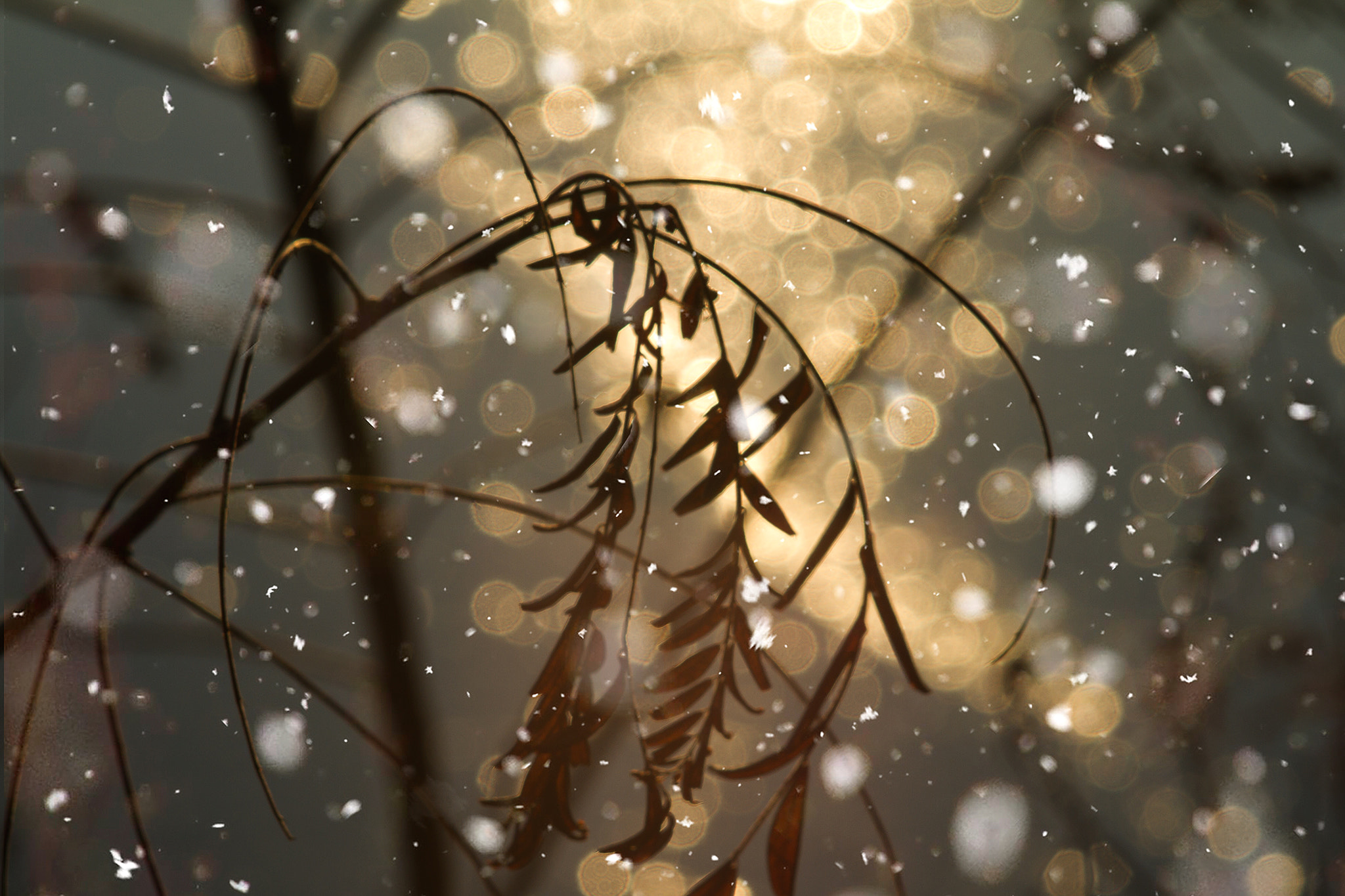 Canon EF 35-80mm f/4-5.6 sample photo. Jupiter photography