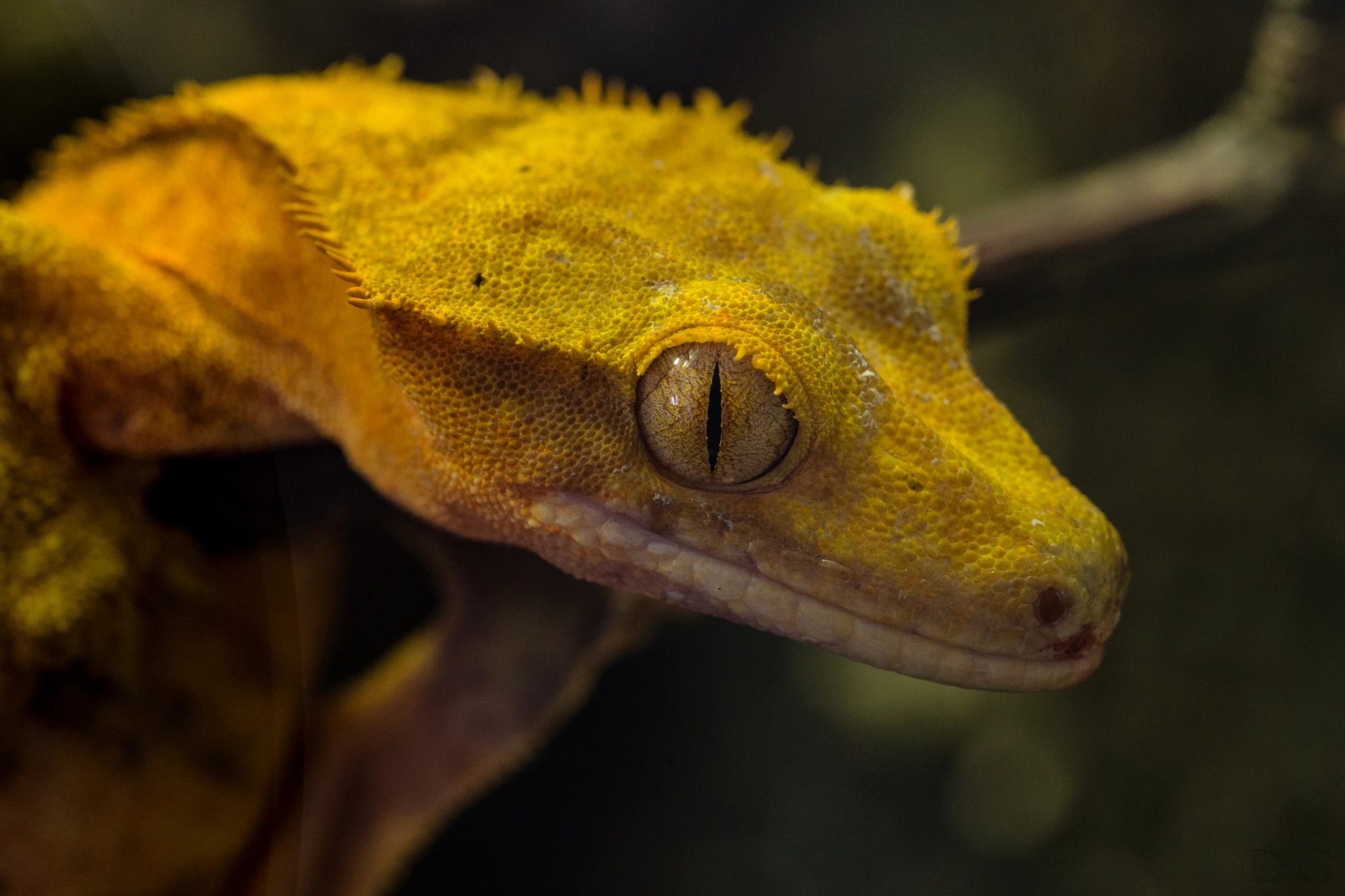 Sony a99 II + 105mm F2.8 sample photo. Rhacodactylus ciliatus - 03 photography