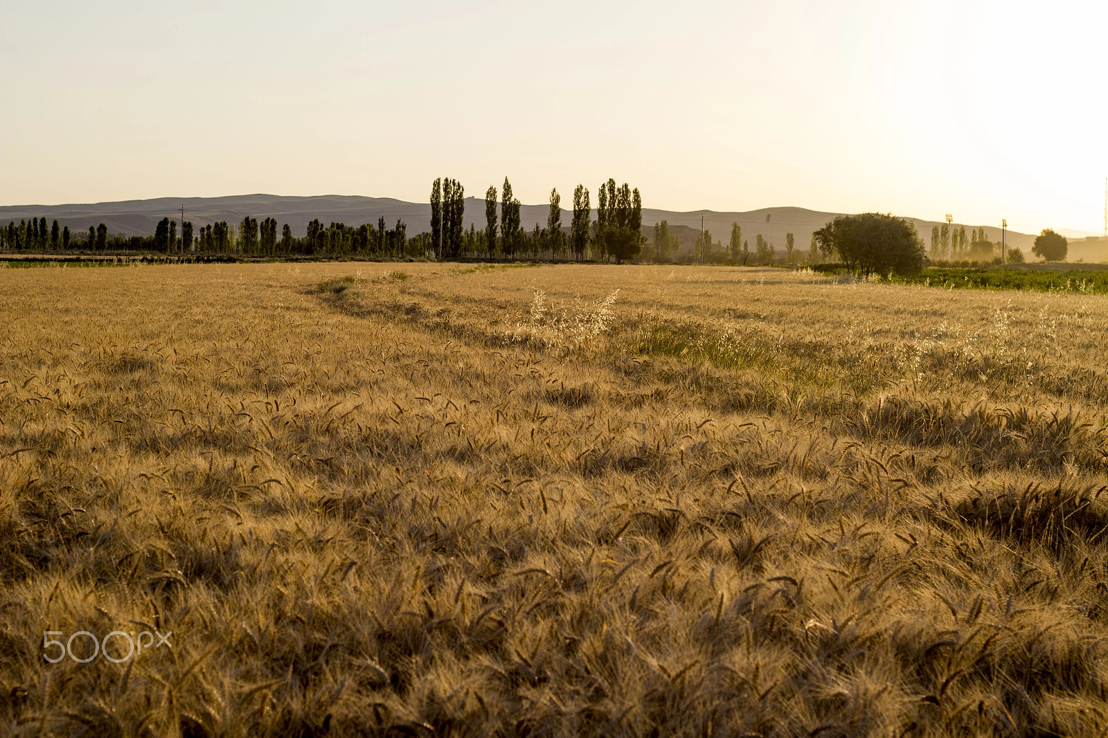 Canon EOS 600D (Rebel EOS T3i / EOS Kiss X5) sample photo. Farmland photography