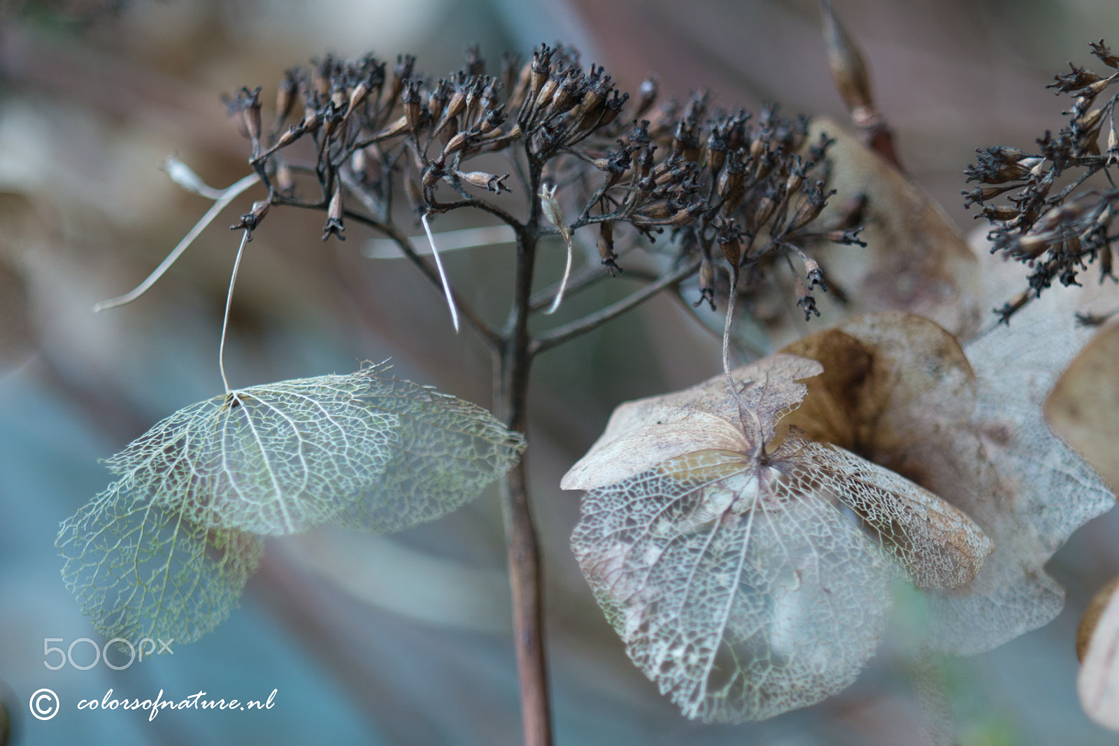 Canon EF 35-80mm f/4-5.6 sample photo. At last photography