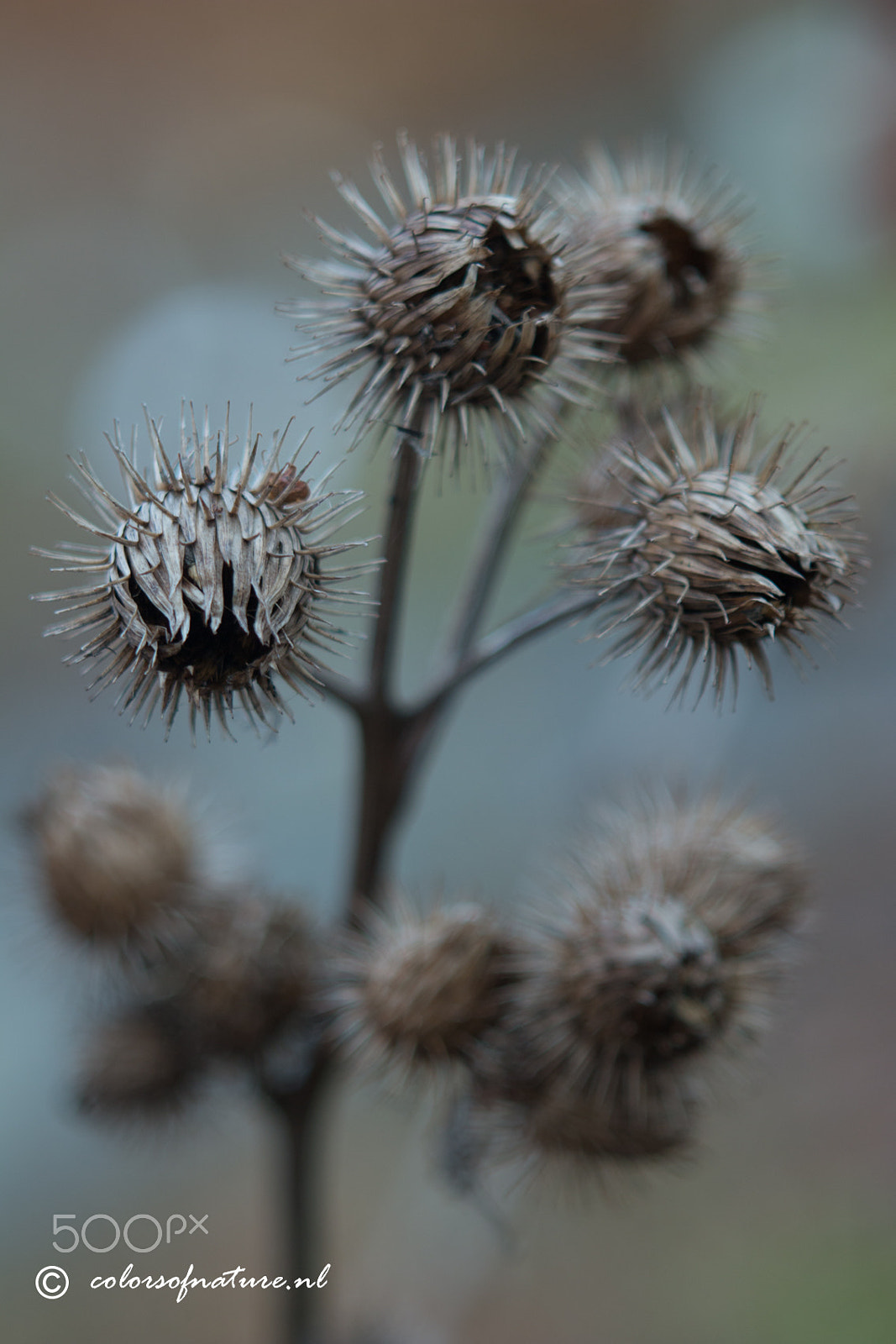 Canon EF 35-80mm f/4-5.6 sample photo. Distelig photography