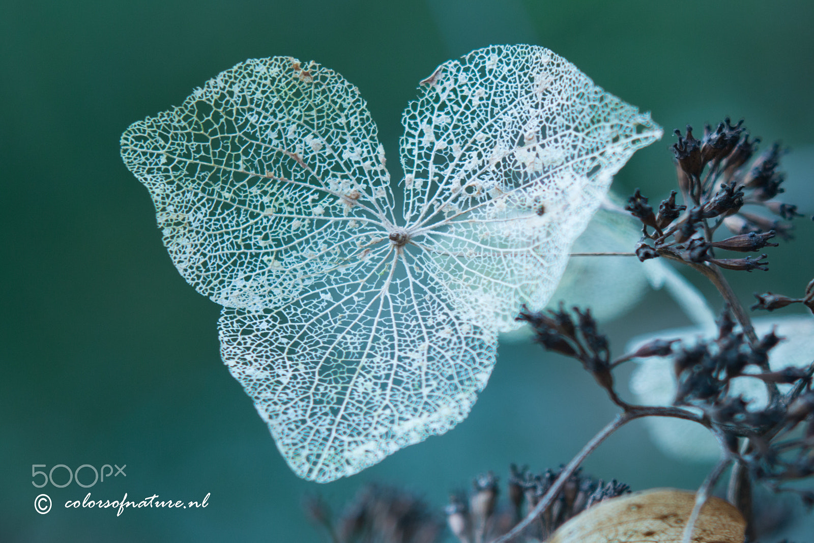 Canon EF 35-80mm f/4-5.6 sample photo. Heart photography