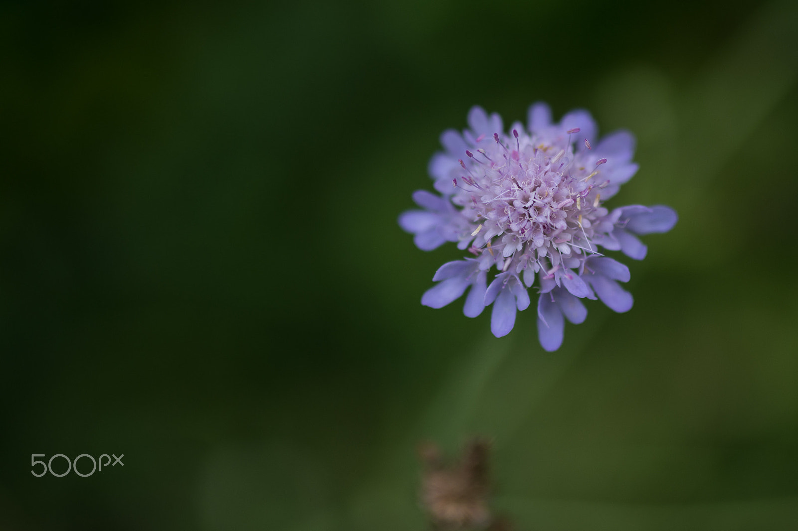 Nikon D7200 + Sigma 35mm F1.4 DG HSM Art sample photo. Flower photography