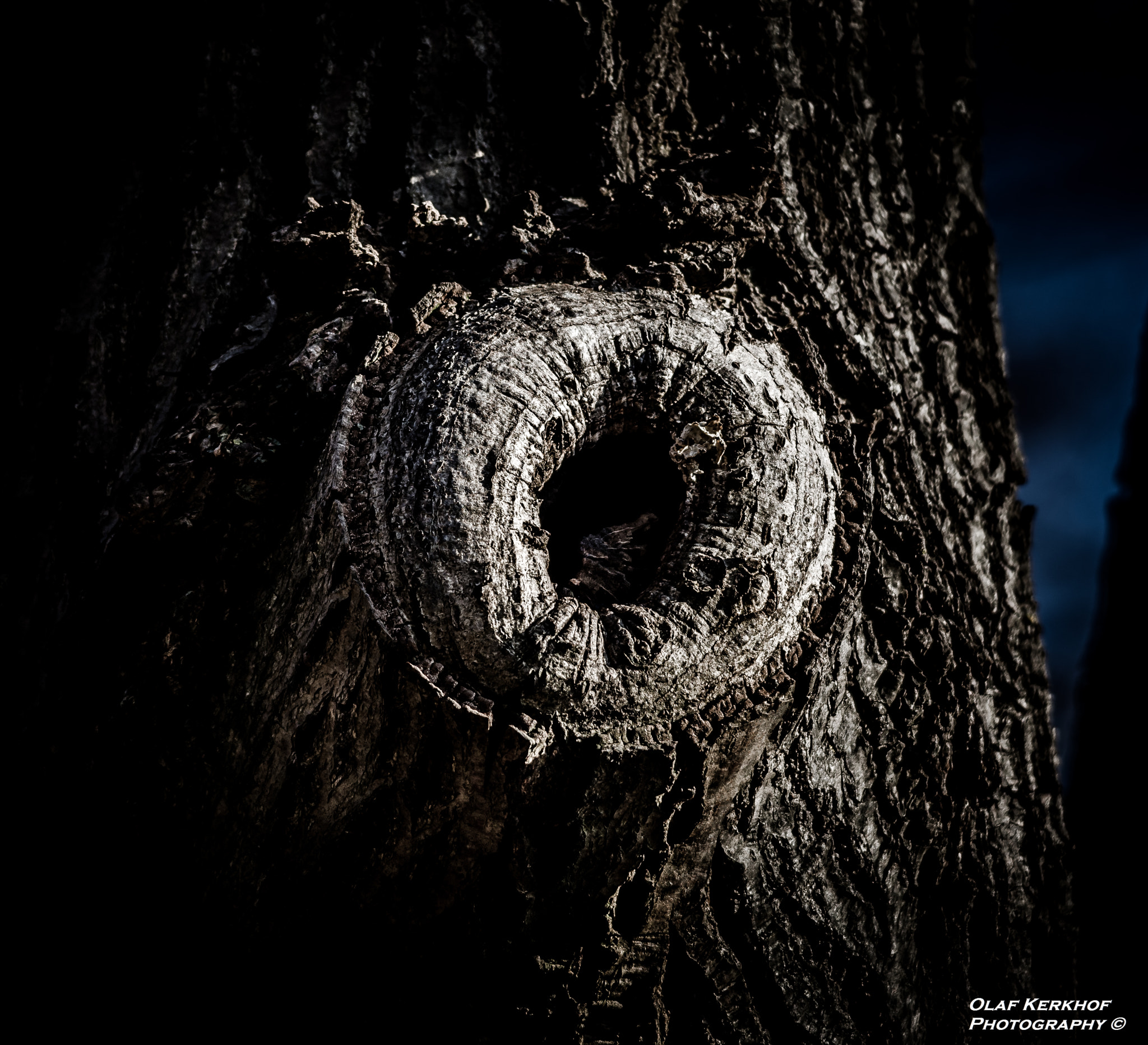 Sigma 150-500mm F5-6.3 DG OS HSM sample photo. Old tree photography