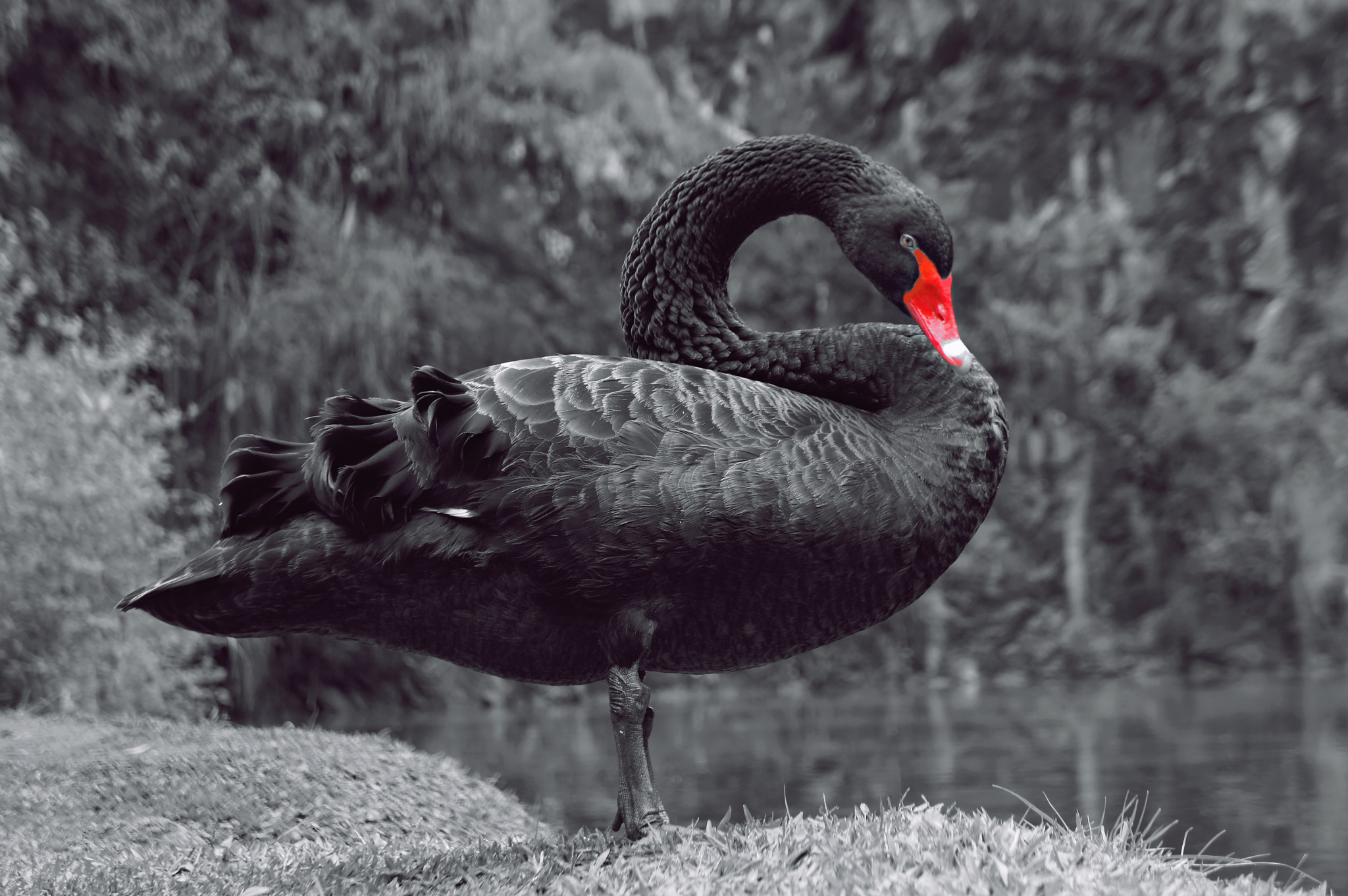 Sony Alpha NEX-C3 sample photo. Black swan photography