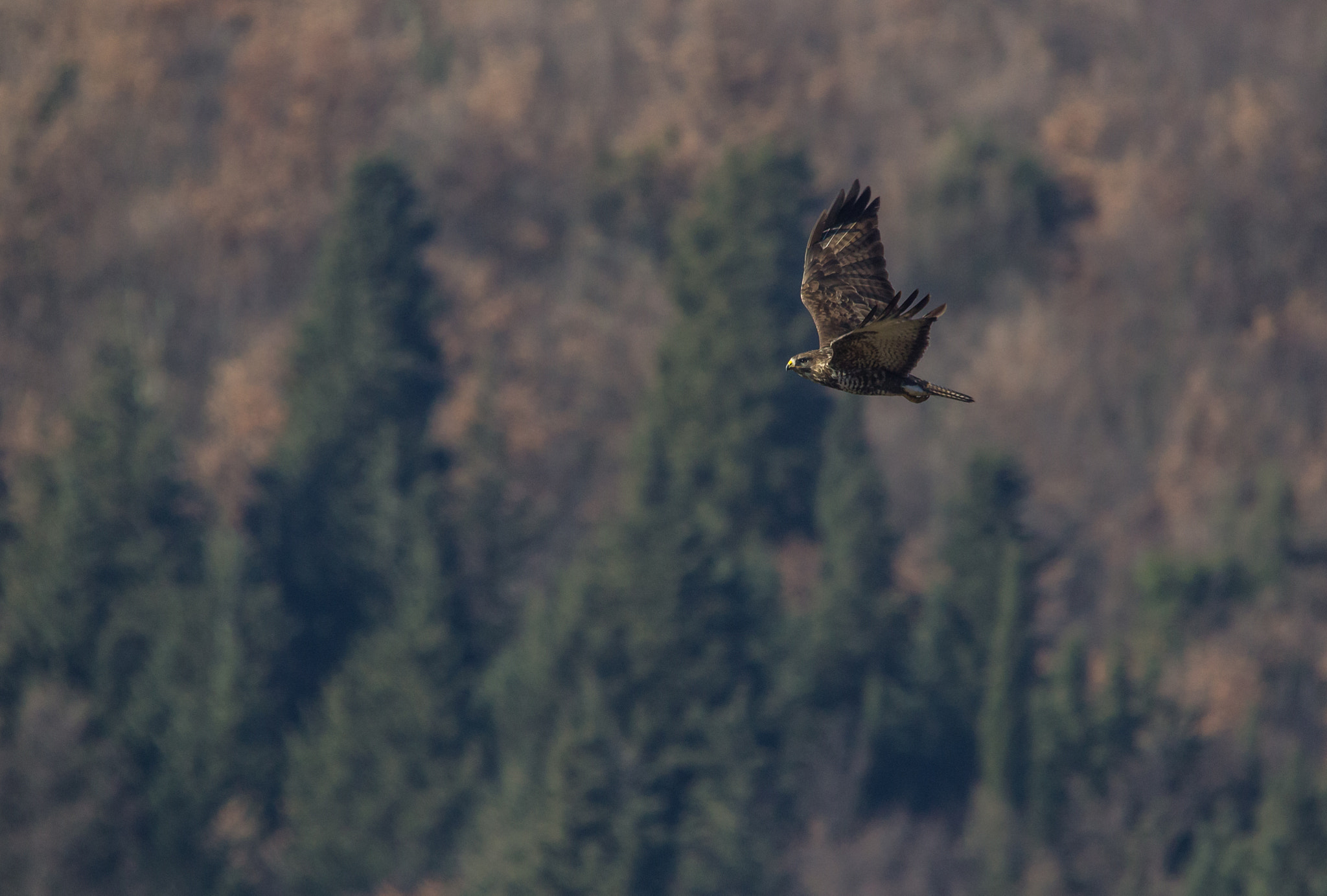 Sigma 150-500mm F5-6.3 DG OS HSM sample photo. Poiana photography