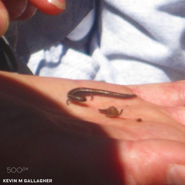 Canon PowerShot SD1200 IS (Digital IXUS 95 IS / IXY Digital 110 IS) sample photo. A skink in the hand is worth o photography