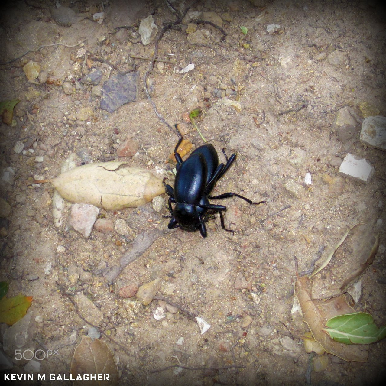 Canon PowerShot SD1200 IS (Digital IXUS 95 IS / IXY Digital 110 IS) sample photo. Beetles doin what beetles do o photography