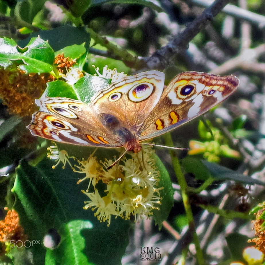 Canon PowerShot SD1200 IS (Digital IXUS 95 IS / IXY Digital 110 IS) sample photo. Butterfly o photography