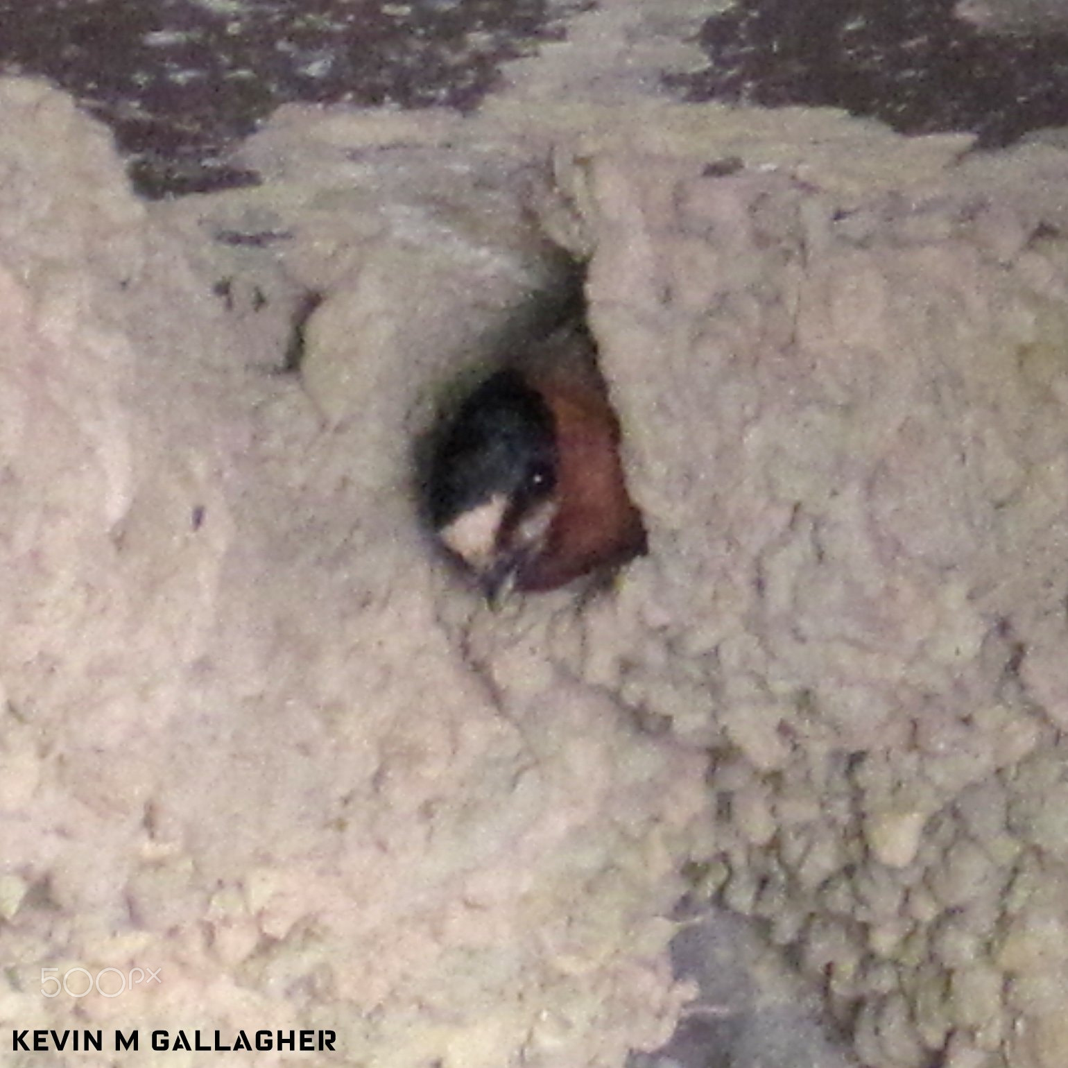 Canon PowerShot SD1200 IS (Digital IXUS 95 IS / IXY Digital 110 IS) sample photo. Cliff swallow in mud nest o photography
