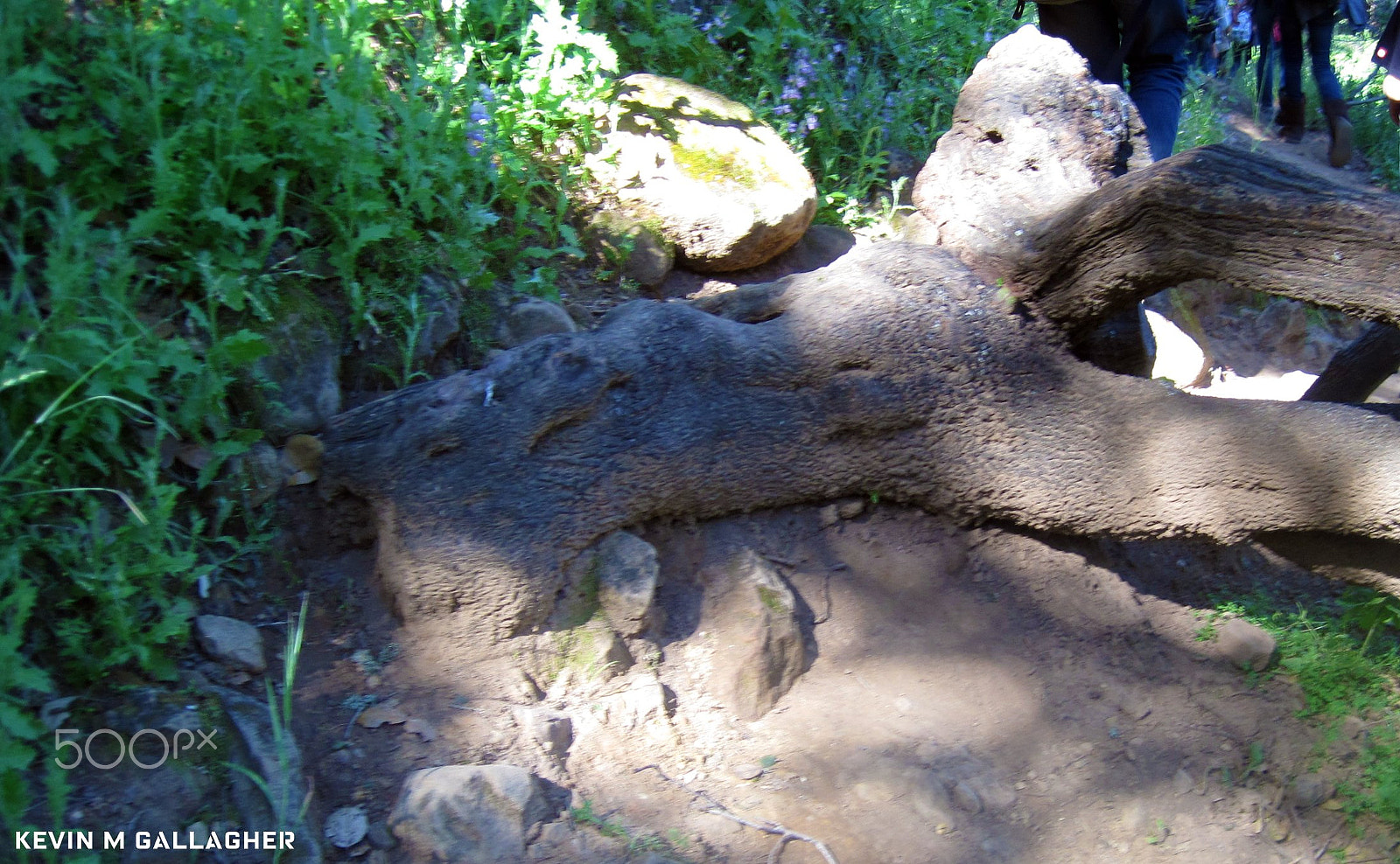 Canon PowerShot SD1200 IS (Digital IXUS 95 IS / IXY Digital 110 IS) sample photo. Fallen tree o photography