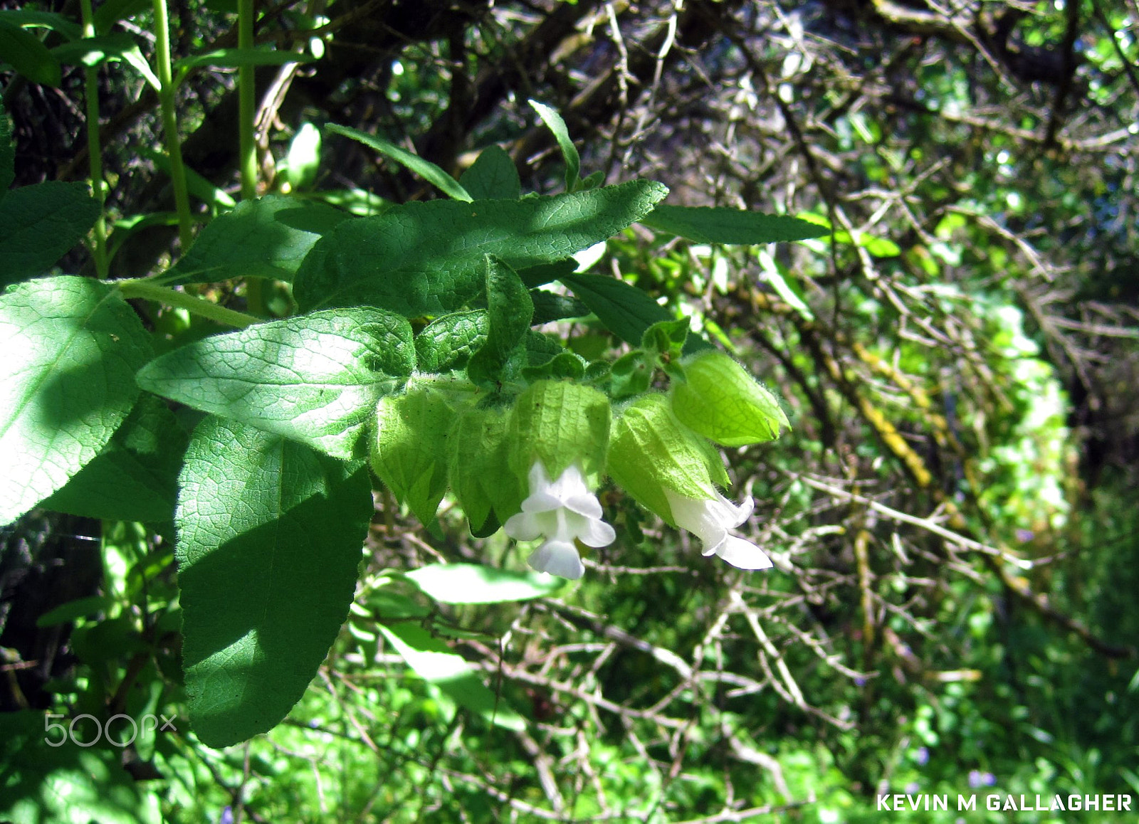 Canon PowerShot SD1200 IS (Digital IXUS 95 IS / IXY Digital 110 IS) sample photo. Flowering pitcher sage o photography