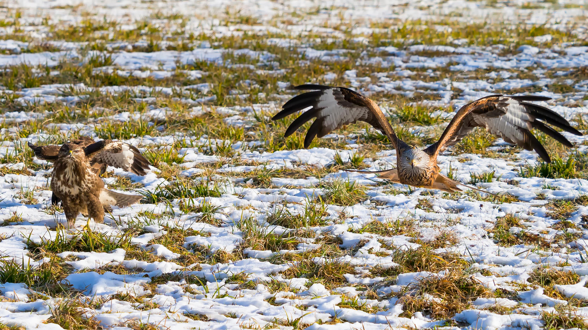 Olympus OM-D E-M1 Mark II + Olympus M.Zuiko Digital ED 40-150mm F2.8 Pro sample photo. Common buzzard and red kite photography