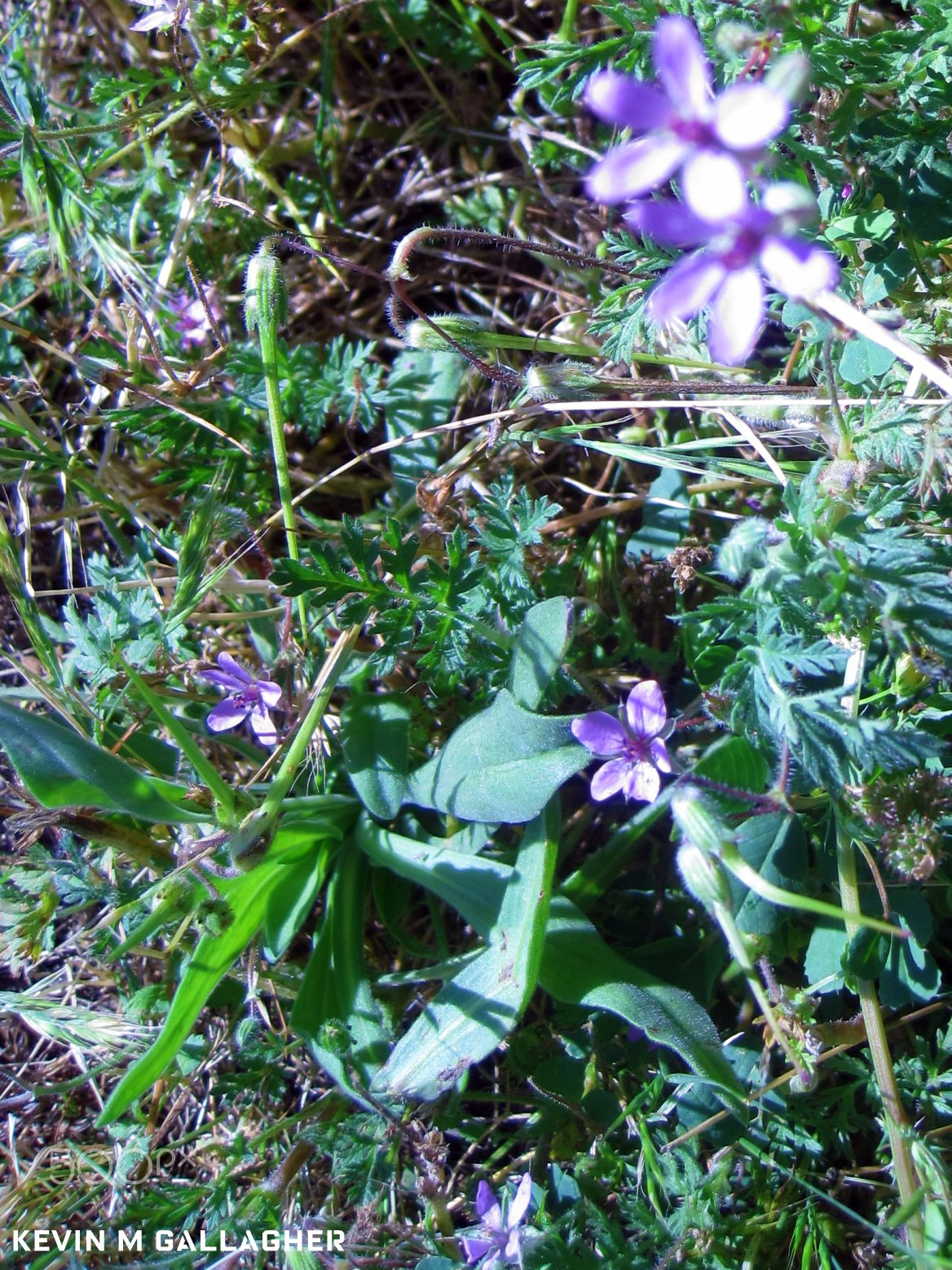 Canon PowerShot SD1200 IS (Digital IXUS 95 IS / IXY Digital 110 IS) sample photo. Purple flowers o photography