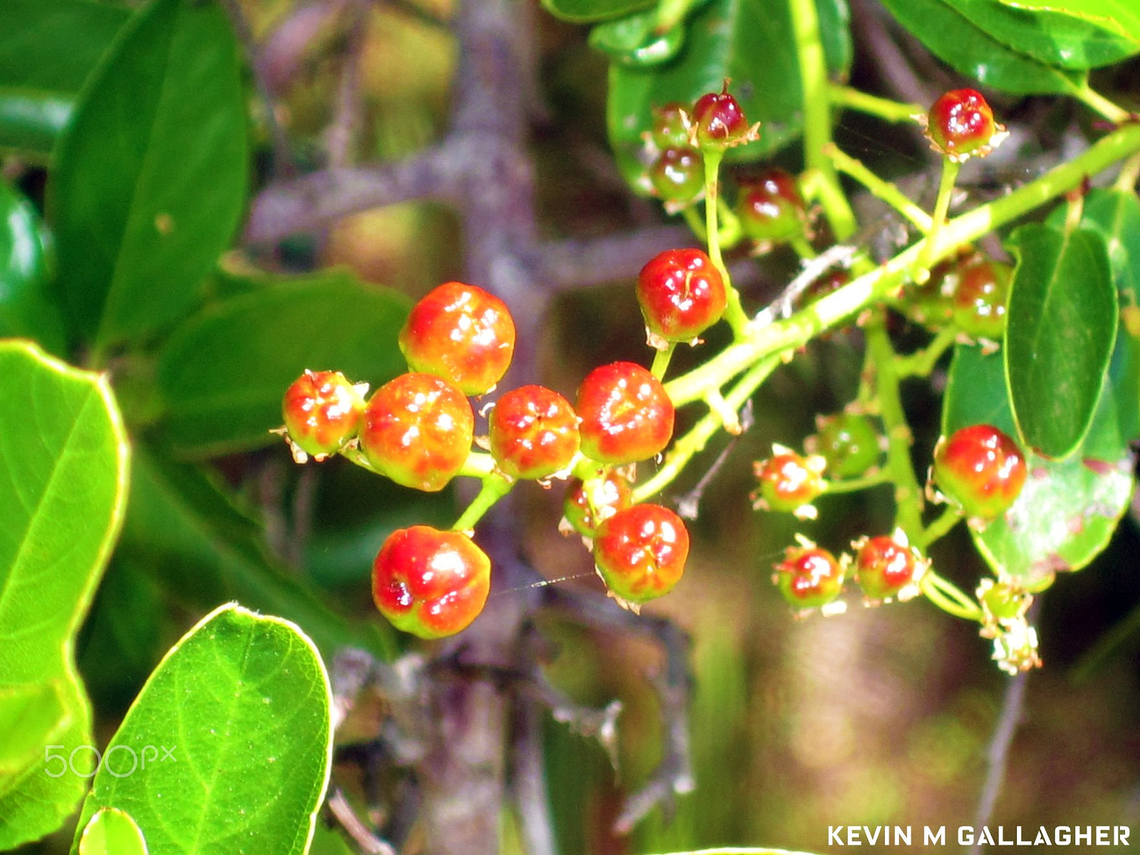 Canon PowerShot SD1200 IS (Digital IXUS 95 IS / IXY Digital 110 IS) sample photo. Red berry o photography