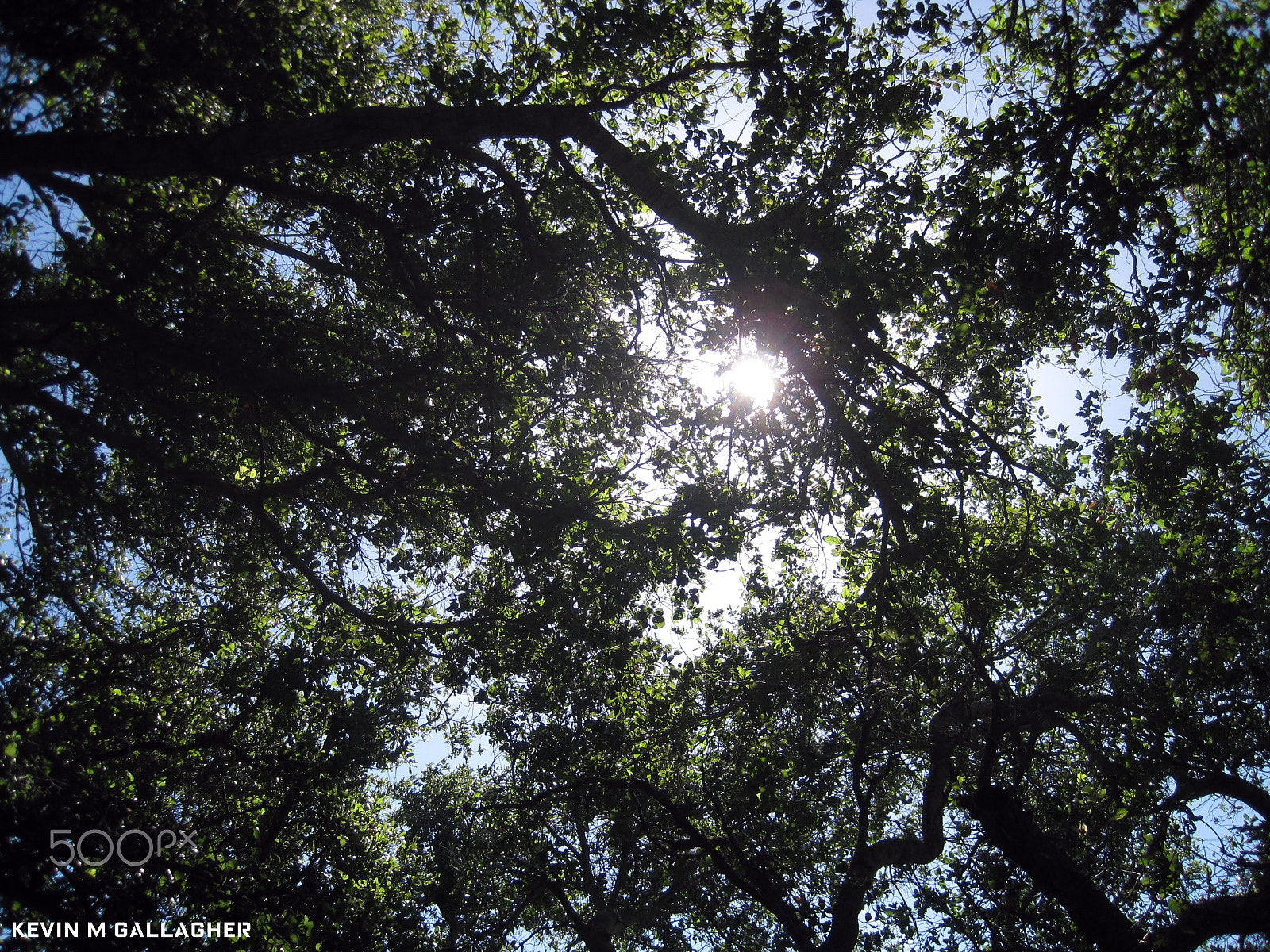 Canon PowerShot SD1200 IS (Digital IXUS 95 IS / IXY Digital 110 IS) sample photo. Sunlight through trees o photography