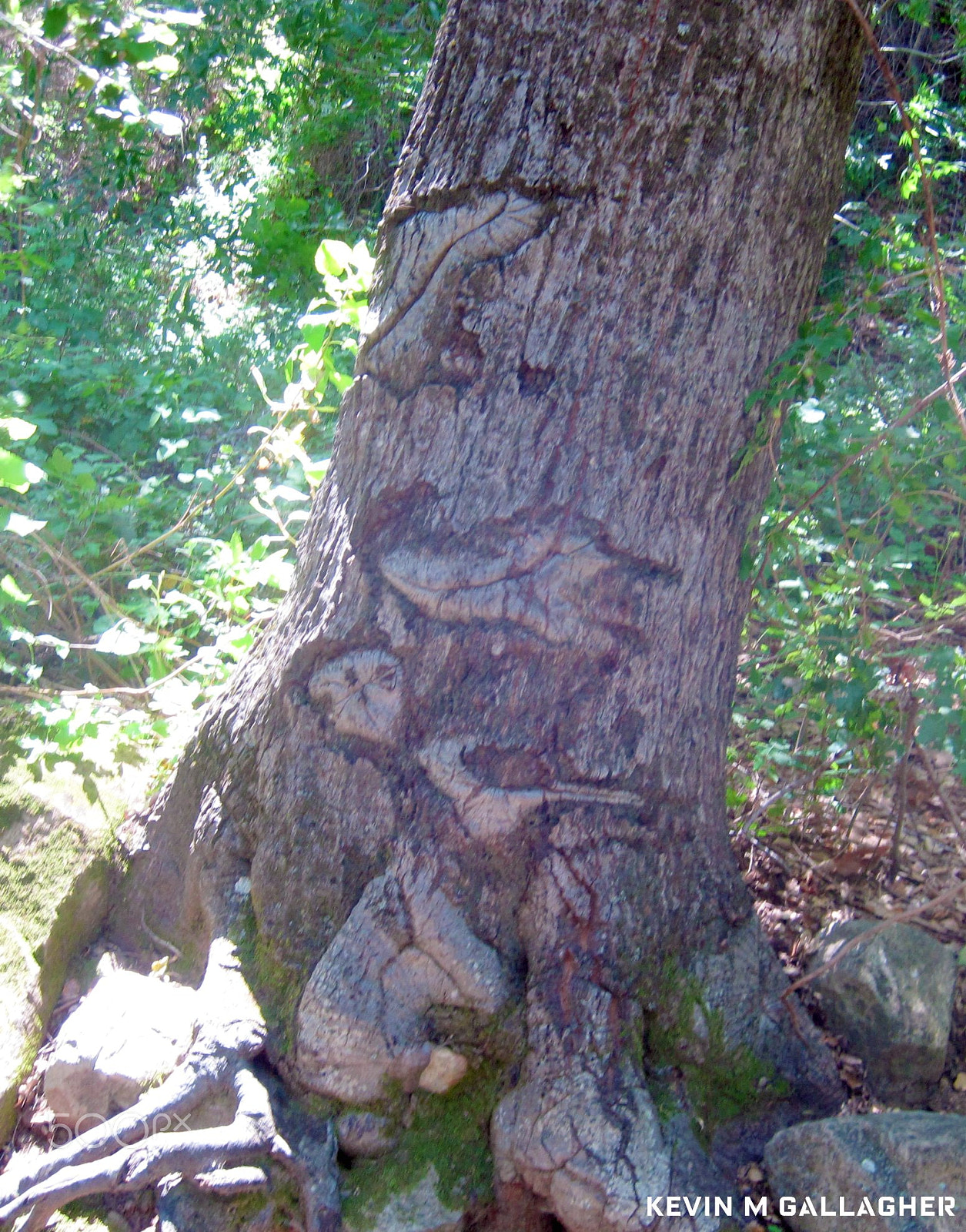 Canon PowerShot SD1200 IS (Digital IXUS 95 IS / IXY Digital 110 IS) sample photo. Tree carving o photography