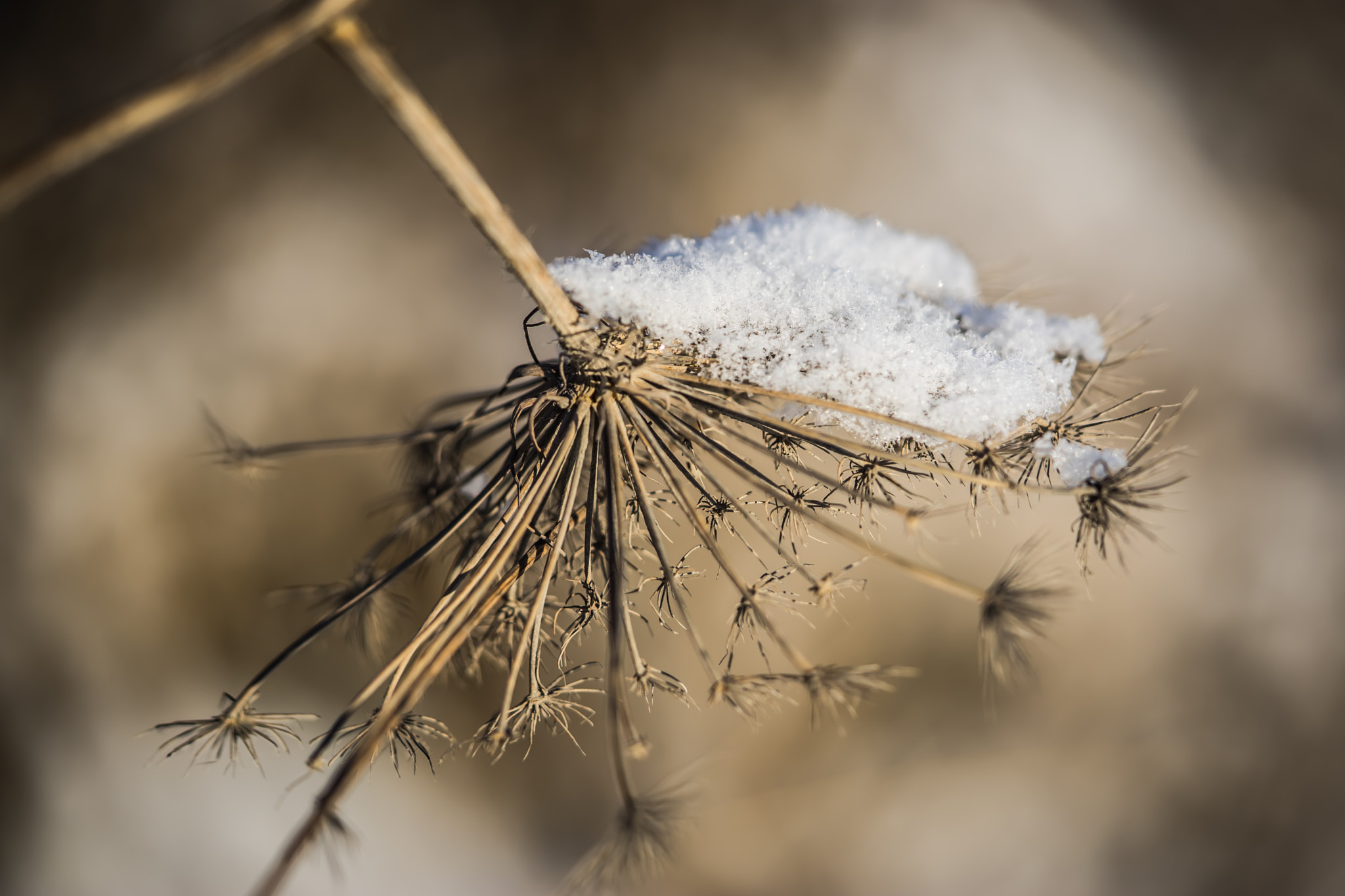 Sony a7 + Sony FE 90mm F2.8 Macro G OSS sample photo. Winter motiv 7 photography