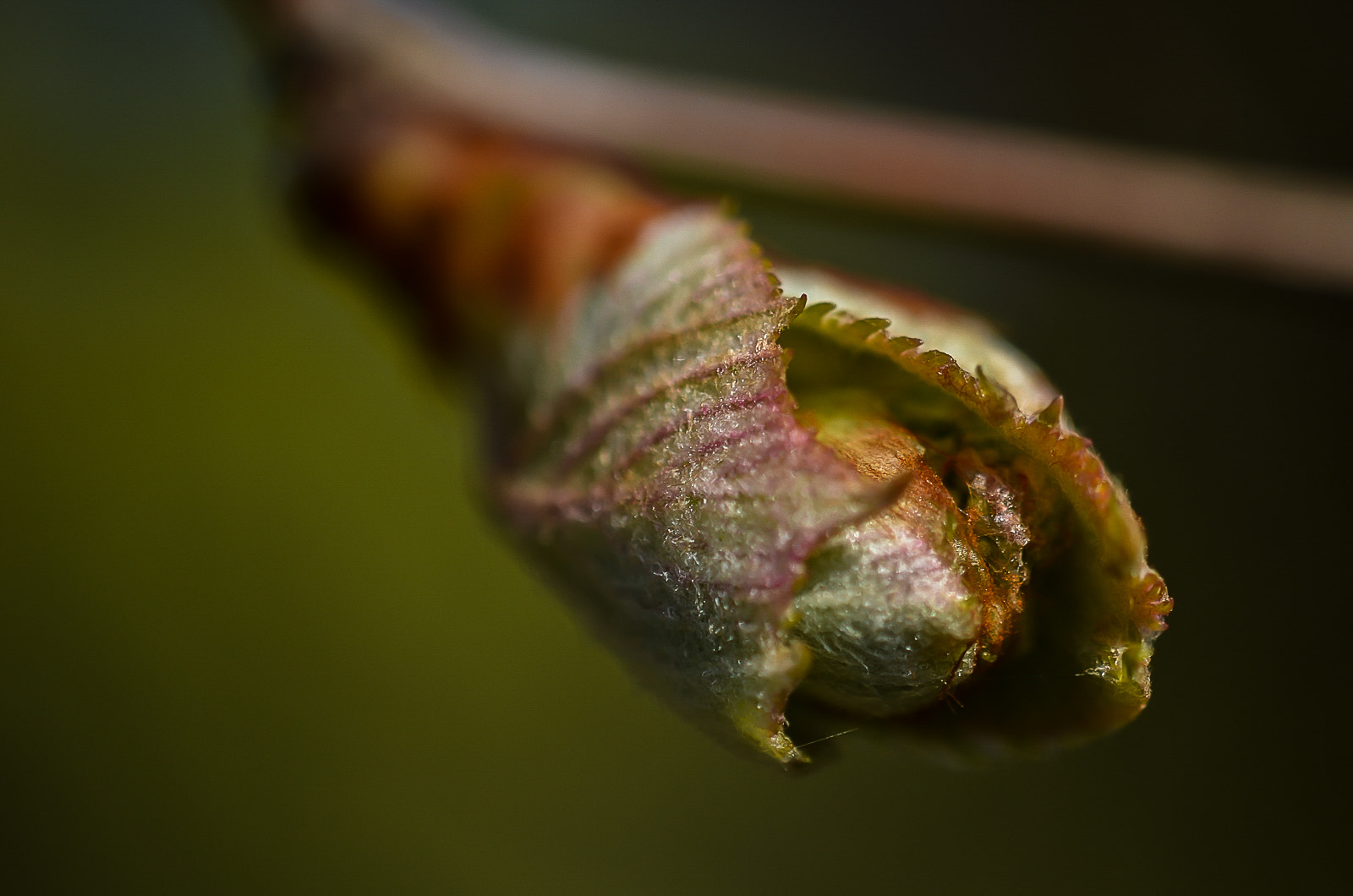 Nikon AF-S DX Micro-Nikkor 85mm F3.5G ED VR sample photo. Knospe photography