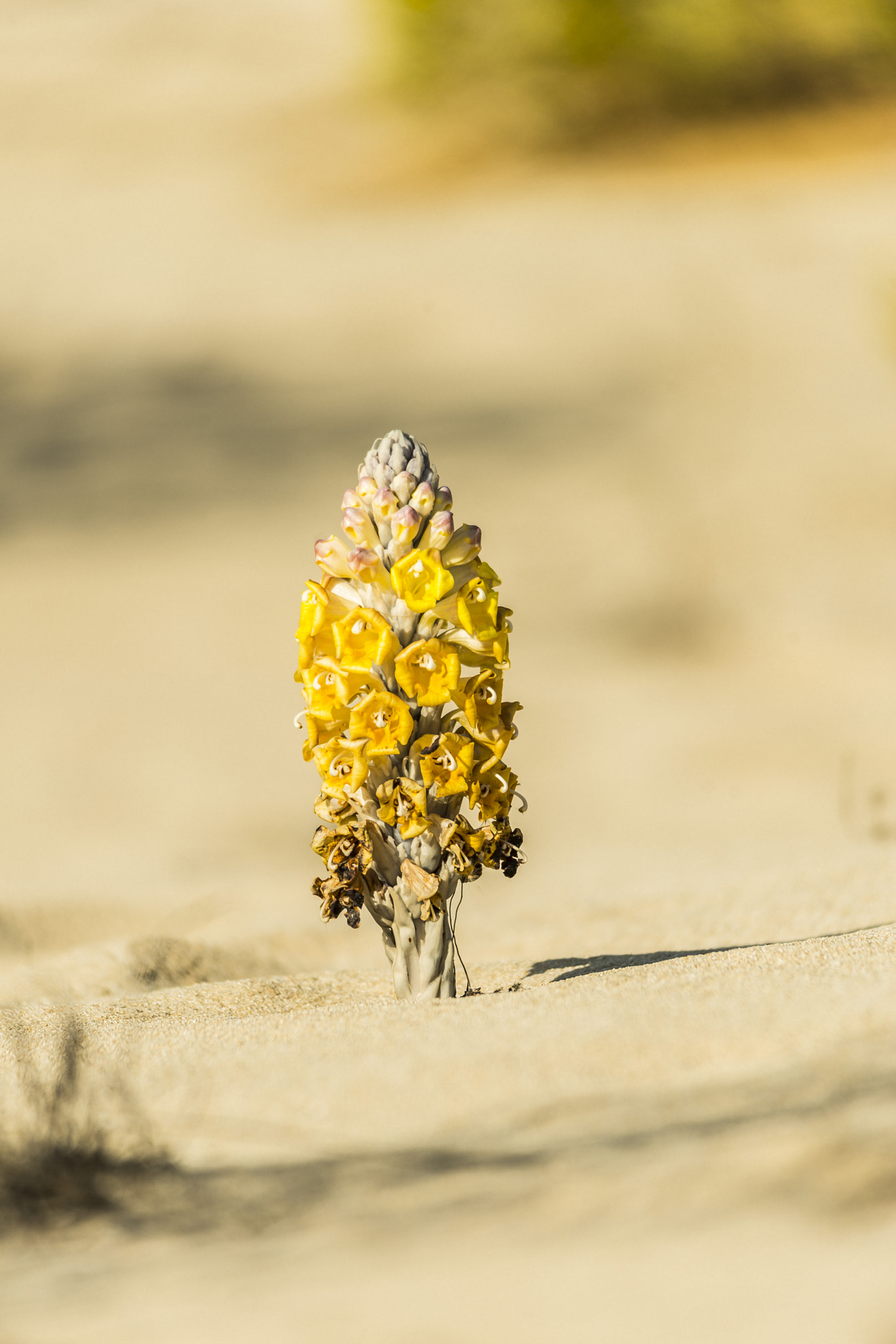 Sigma 150-500mm F5-6.3 DG OS HSM sample photo. Cistanche tubulosa or desert hyacinth  photography