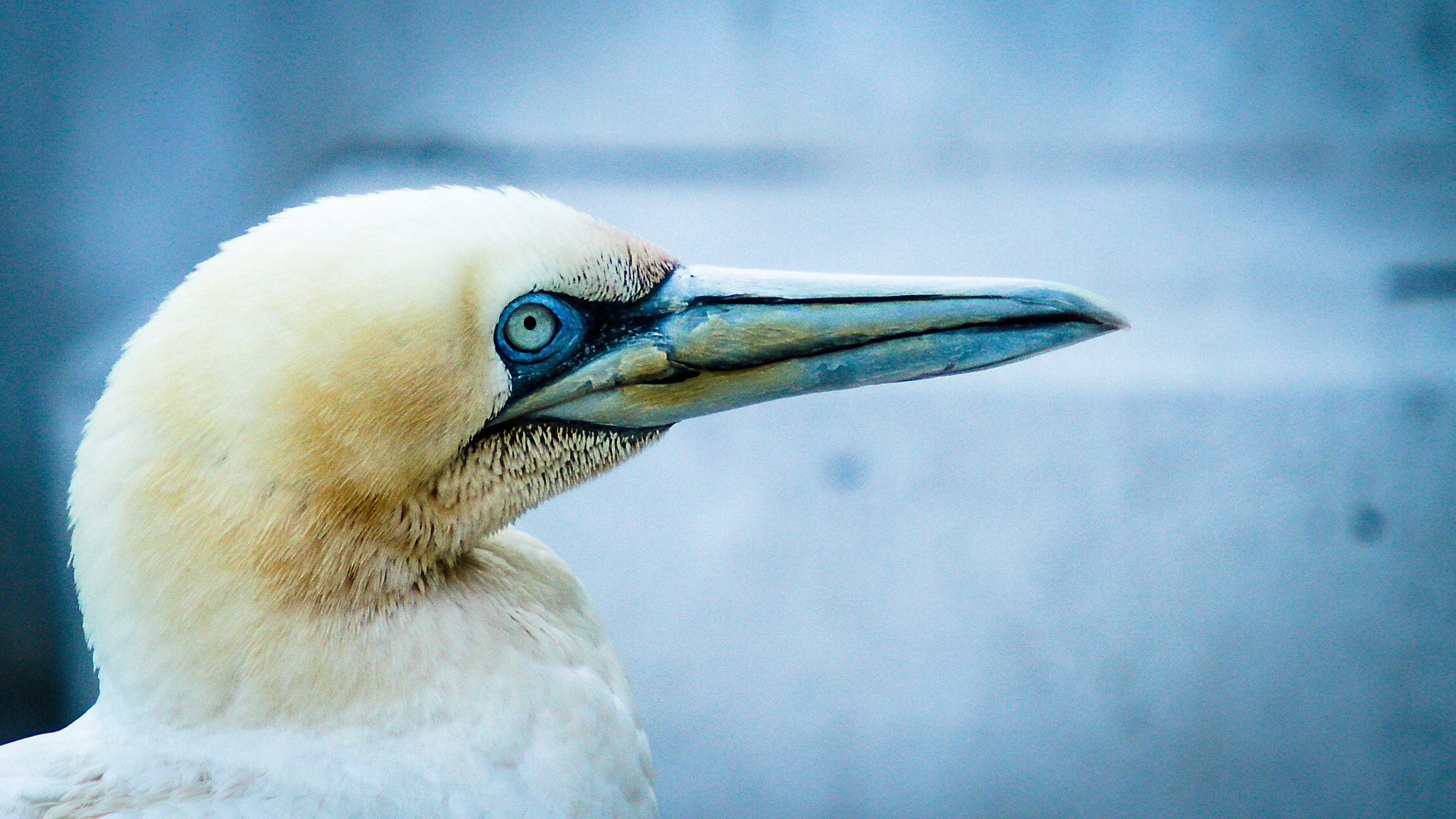 Canon EF 70-200mm F2.8L USM sample photo. Northern gannet photography