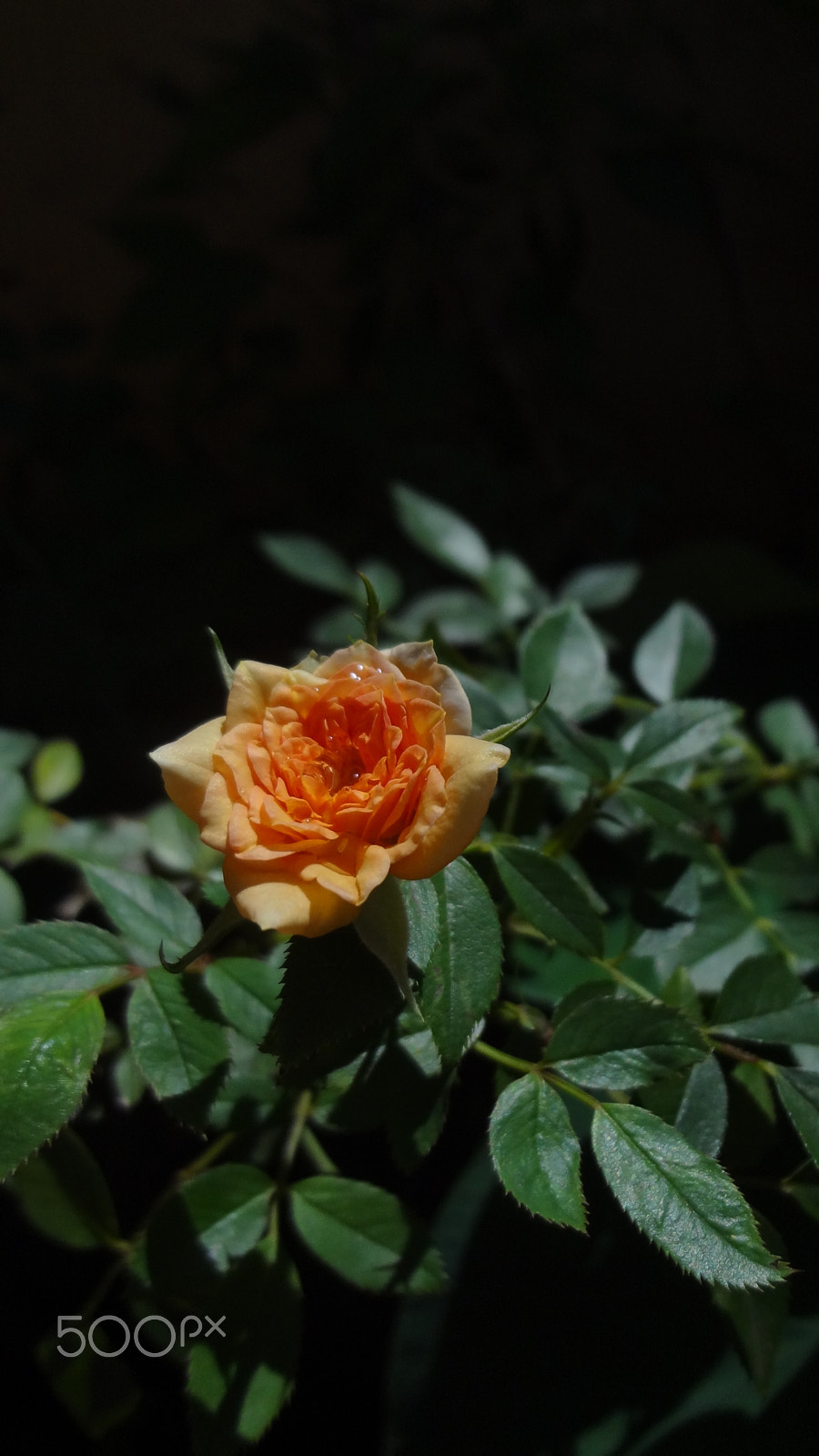 Sony DSC-WX7 sample photo. Dsc photography
