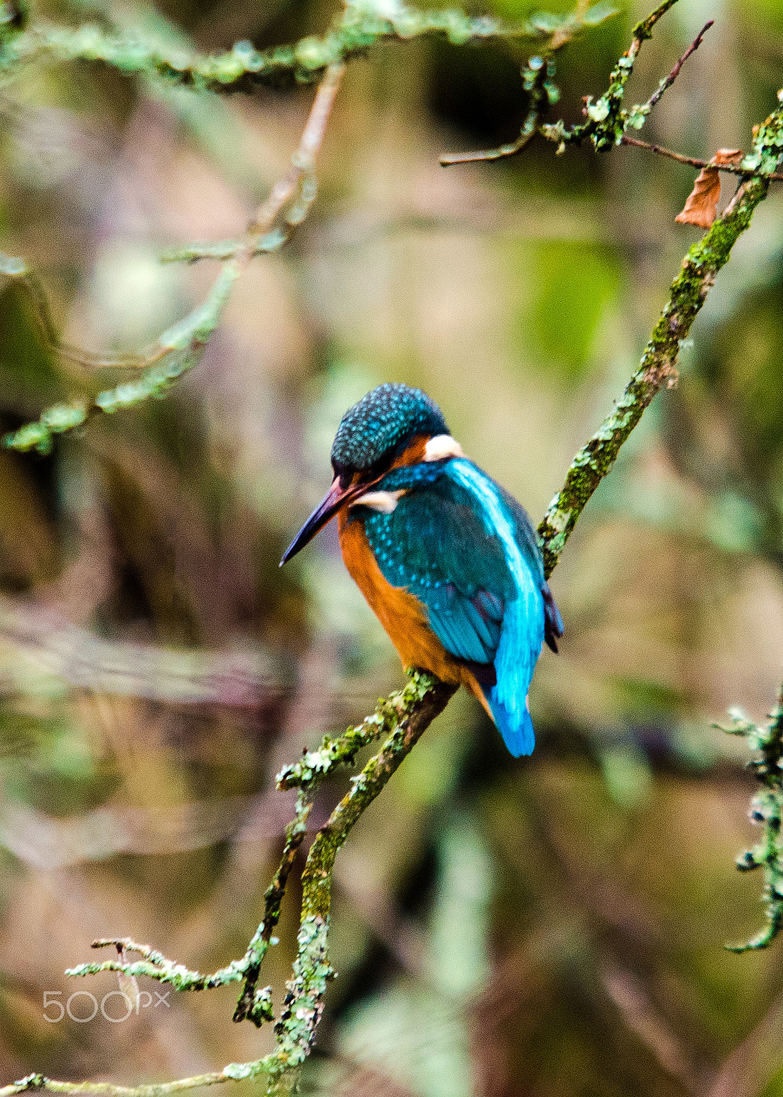 Sigma 150-500mm F5-6.3 DG OS HSM sample photo. Kingfisher photography