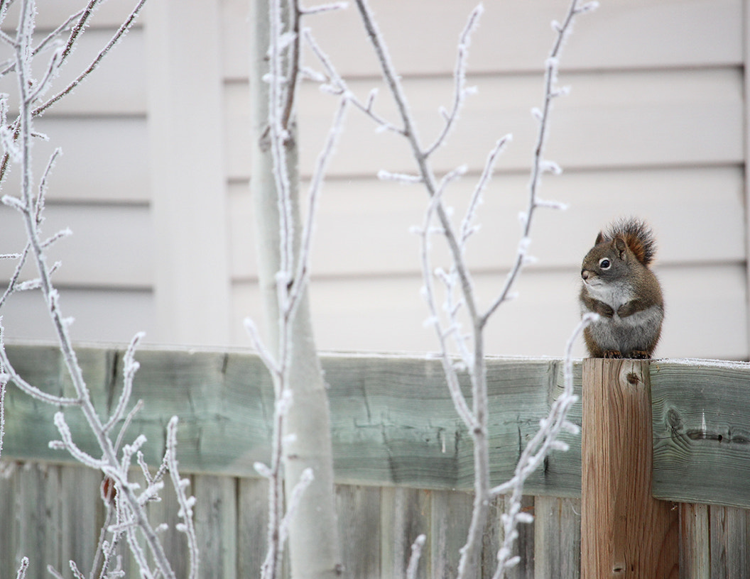 Canon EOS 600D (Rebel EOS T3i / EOS Kiss X5) + Canon EF-S 55-250mm F4-5.6 IS STM sample photo. Cold squirrel photography