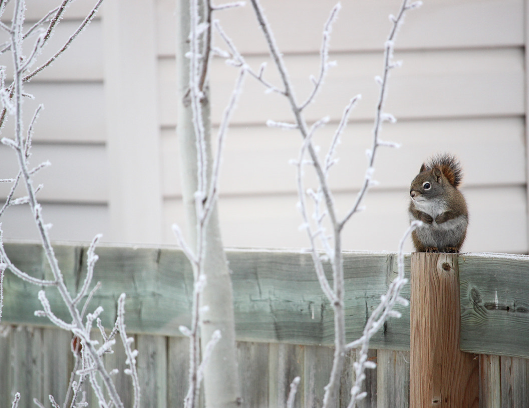 Canon EF-S 55-250mm F4-5.6 IS STM sample photo. Cold squirrel photography