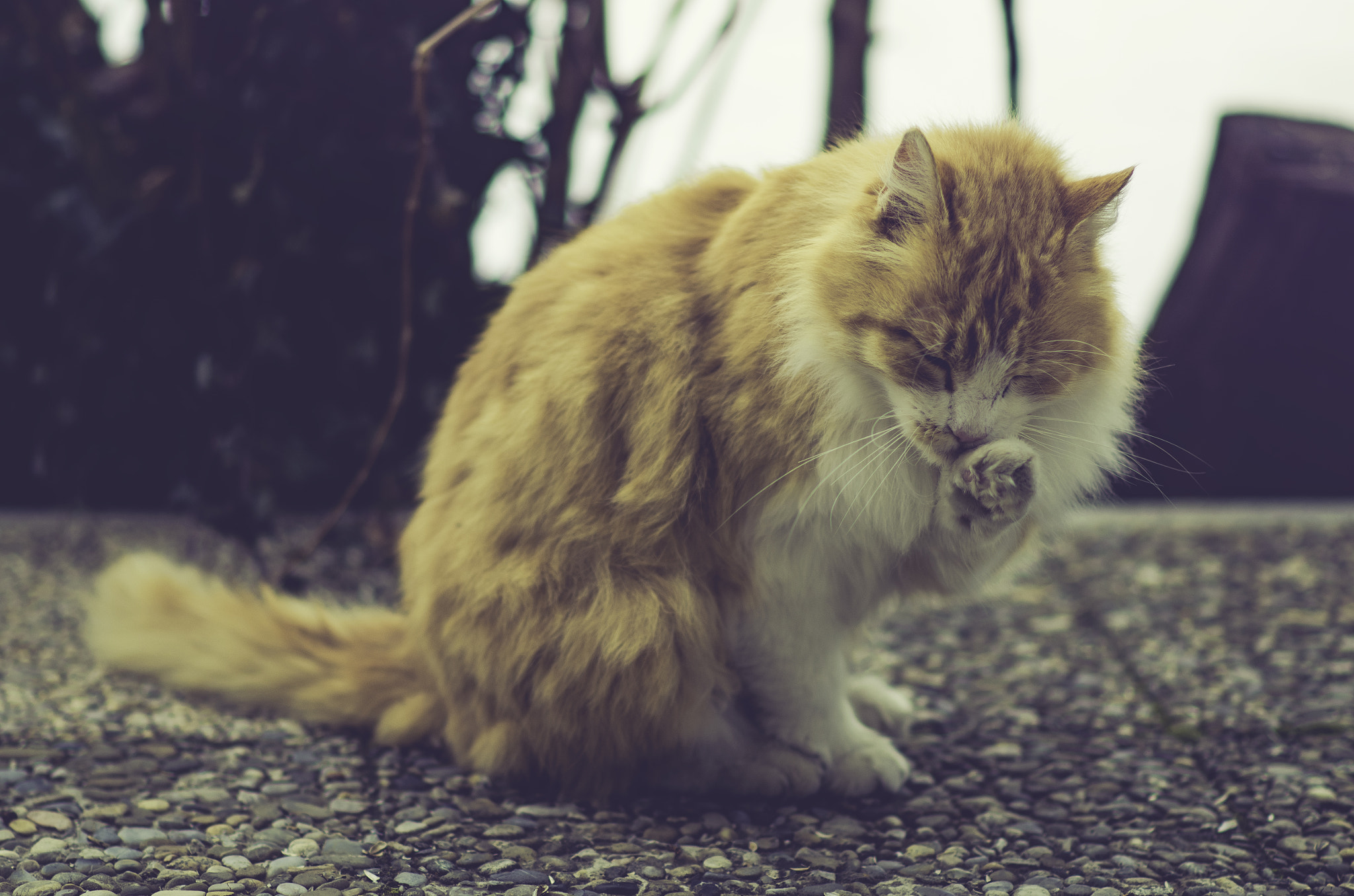 Nikon D5100 + Nikon AF-S Nikkor 85mm F1.8G sample photo. Red kitty photography