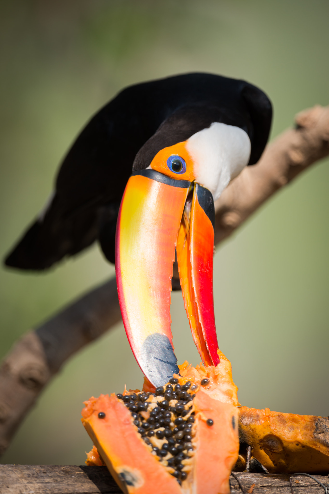 Nikon AF-S Nikkor 800mm F5.6E FL ED VR sample photo. Toco toucan nibbling at papaya in sunshine photography
