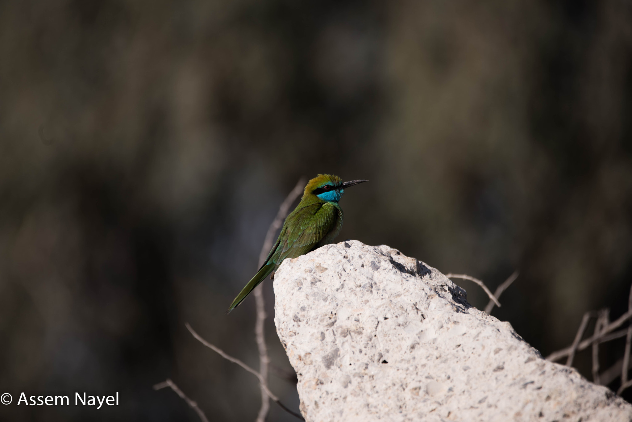 Sigma 150-600mm F5-6.3 DG OS HSM | C sample photo. Didnt like to fly photography