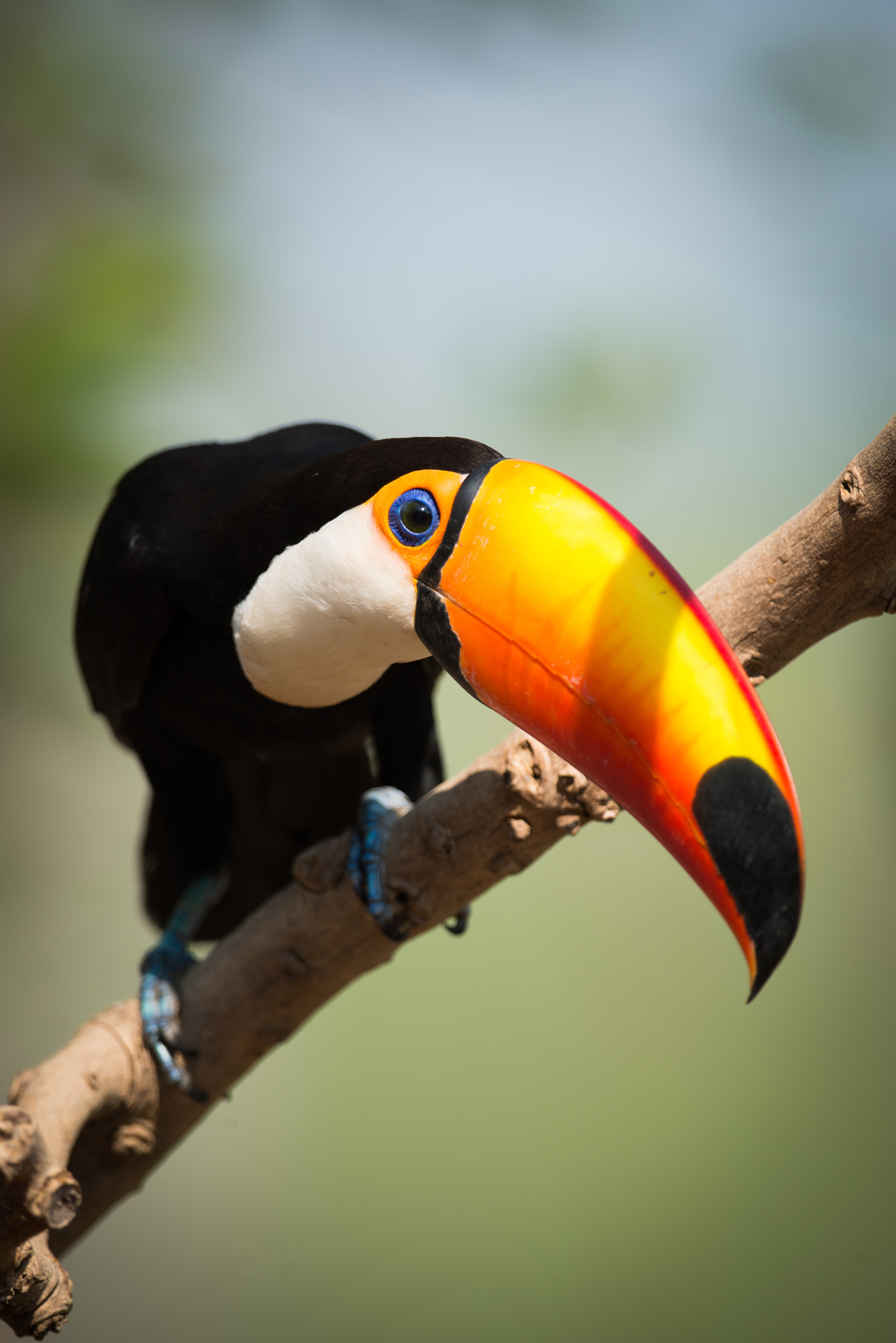 Nikon AF-S Nikkor 800mm F5.6E FL ED VR sample photo. Toco toucan on branch bending head down photography