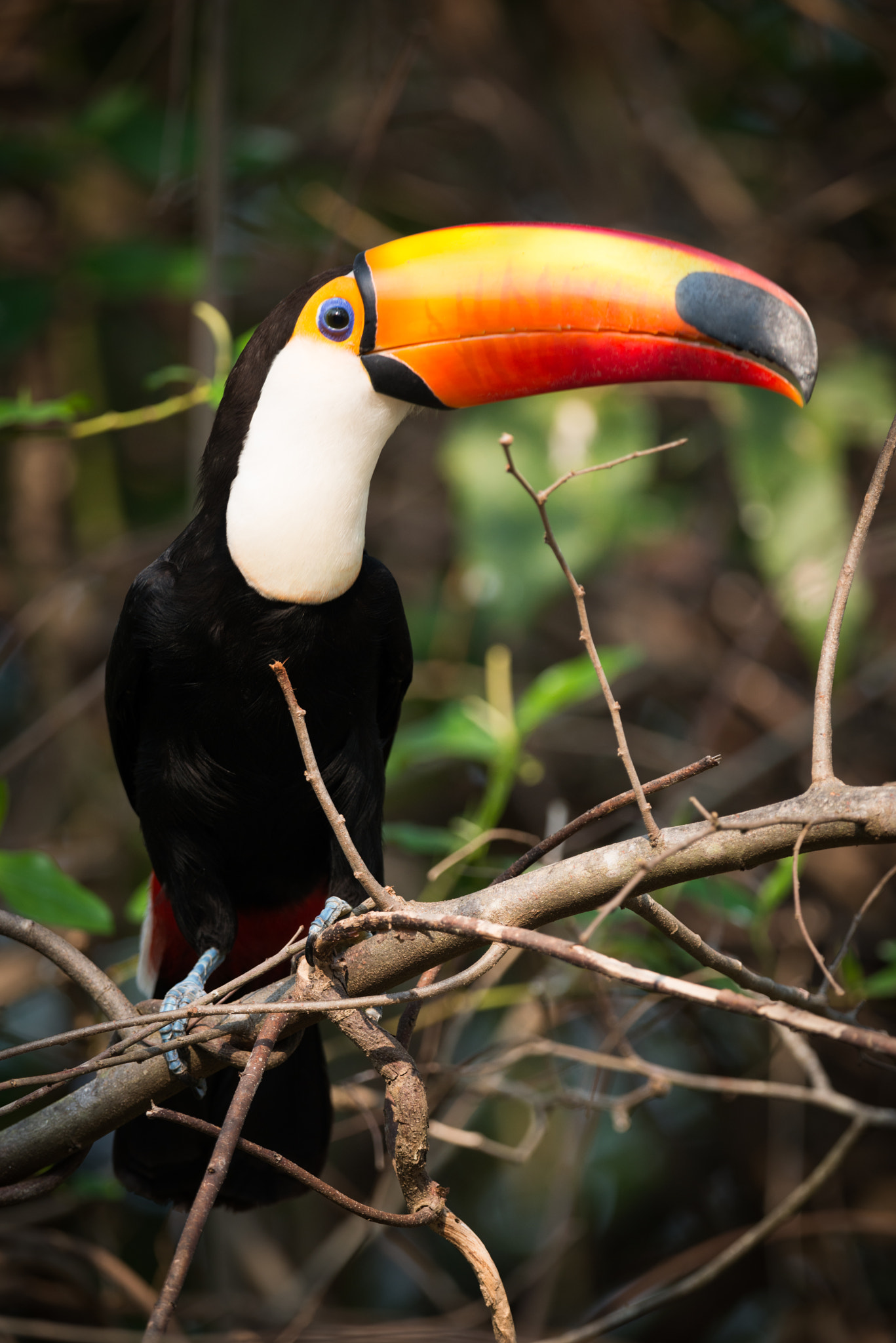 Nikon AF-S Nikkor 800mm F5.6E FL ED VR sample photo. Toco toucan on branch staring at camera photography