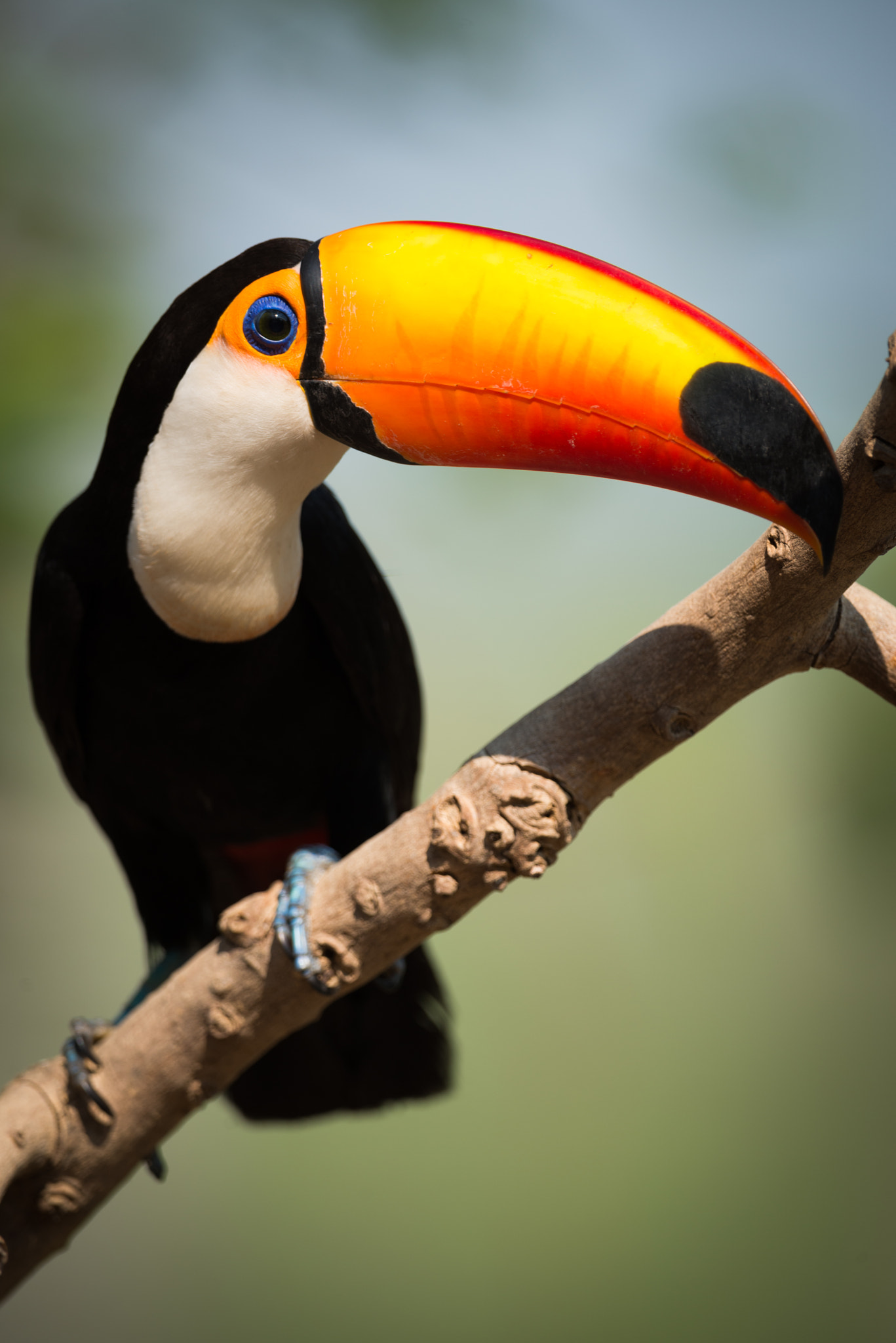 Nikon D800 sample photo. Toco toucan on branch turning beak right photography