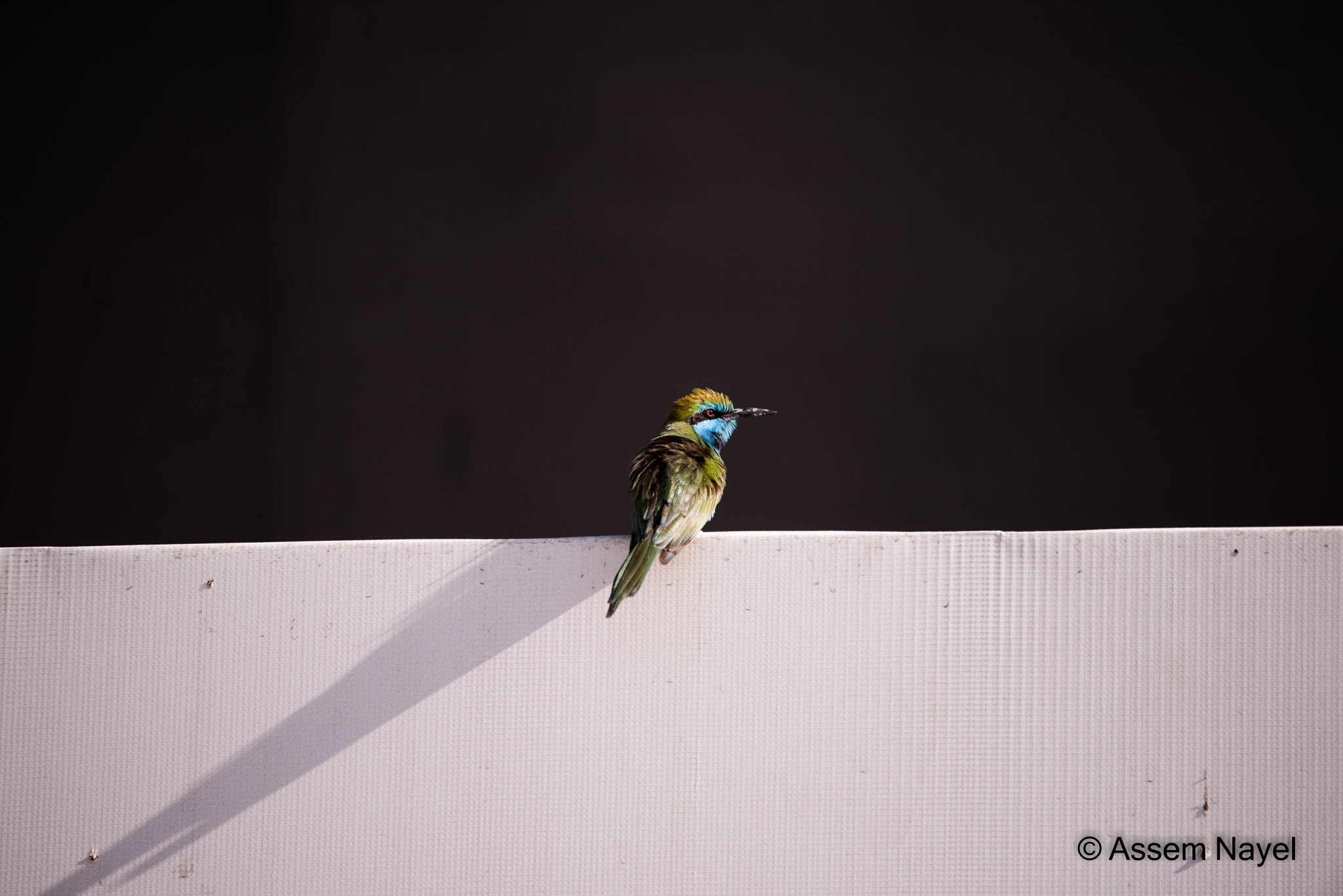 Sigma 150-600mm F5-6.3 DG OS HSM | C sample photo. My first bee eater photography