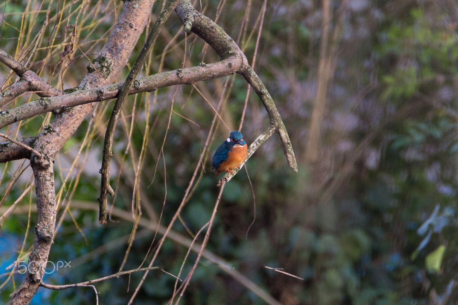 Tamron SP 150-600mm F5-6.3 Di VC USD sample photo. Martin-pêcheur photography