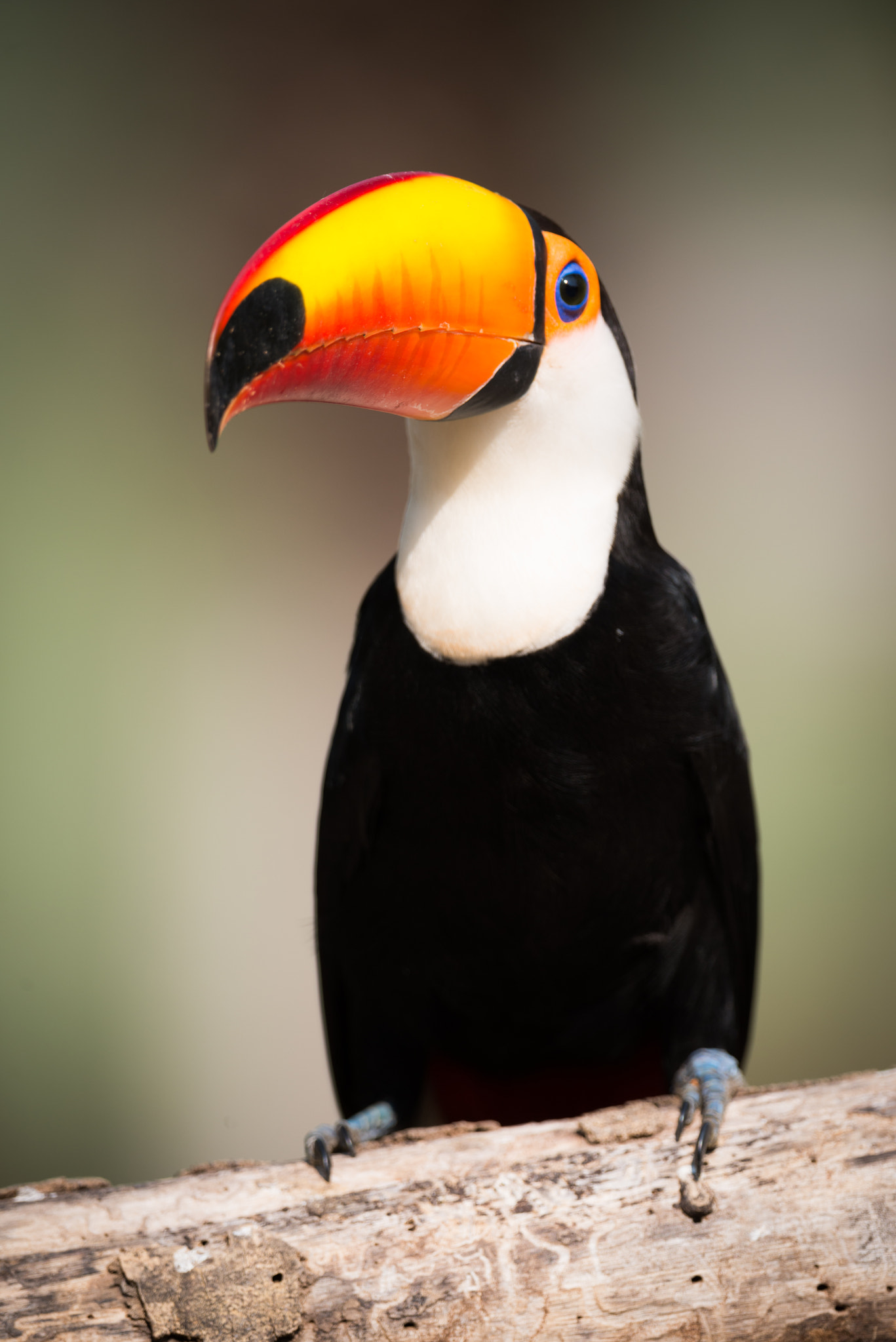Nikon AF-S Nikkor 800mm F5.6E FL ED VR sample photo. Toco toucan perched on branch in sunlight photography